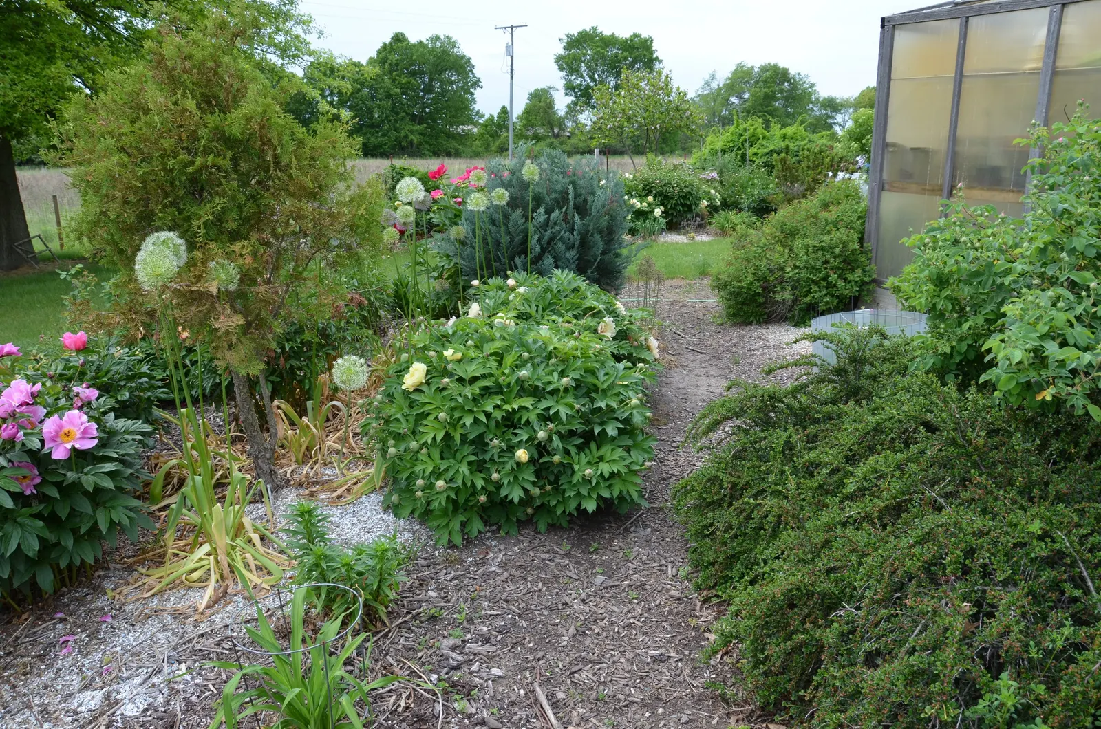 Peony, Herbaceous & Tree (Paeonia Cv. (Assorted)) — represents two distinctive types: herbaceous peonies and tree peonies