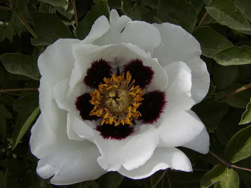Peony, Herbaceous & Tree (Paeonia Cv. (Assorted)) — multi-colored flowers in the garden