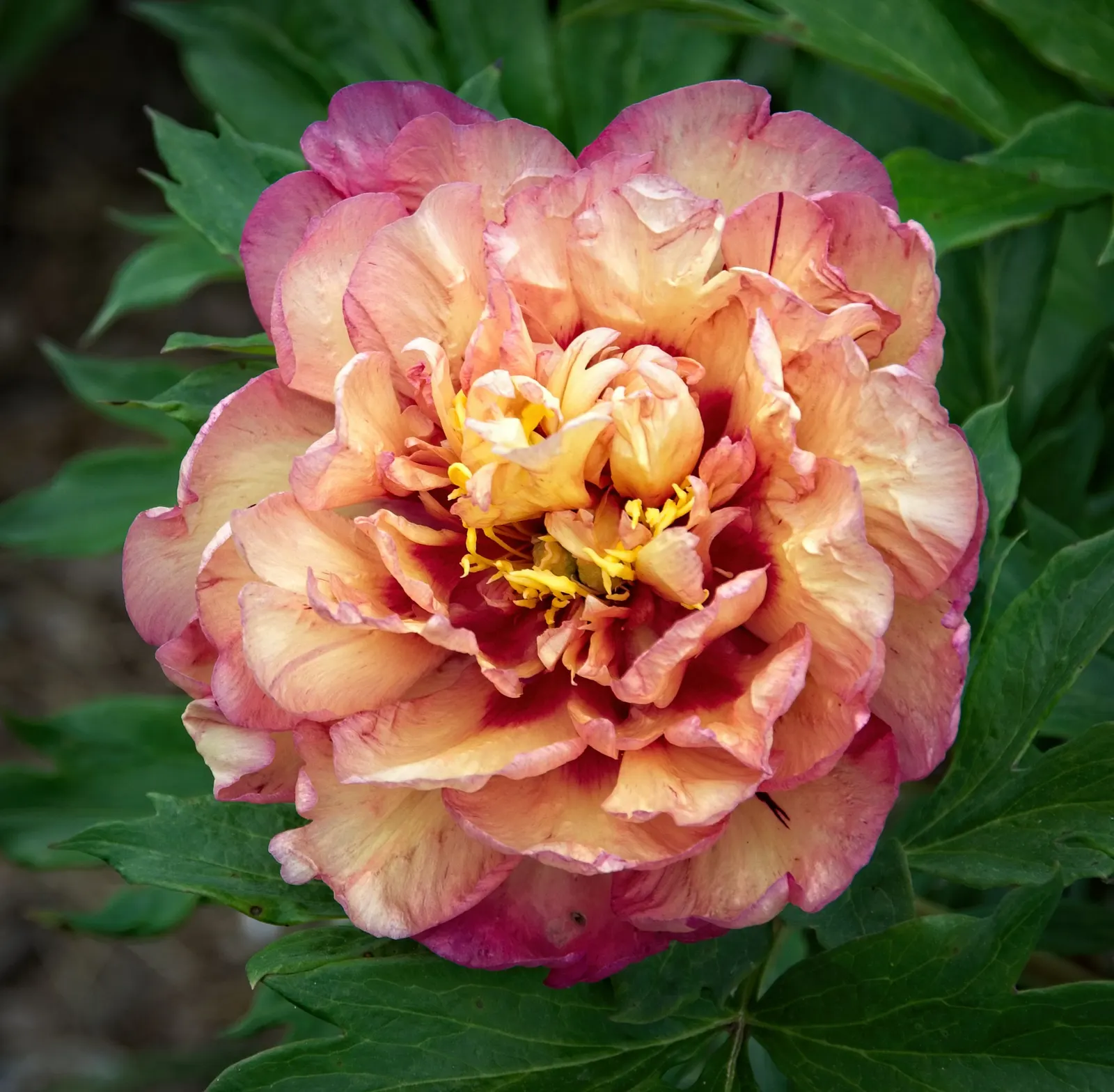 Peony, Herbaceous & Tree (Paeonia Cv. (Assorted)) — woody shrubs that retain structure year-round; come in two main forms: Herbaceous (Paeonia lactiflora)