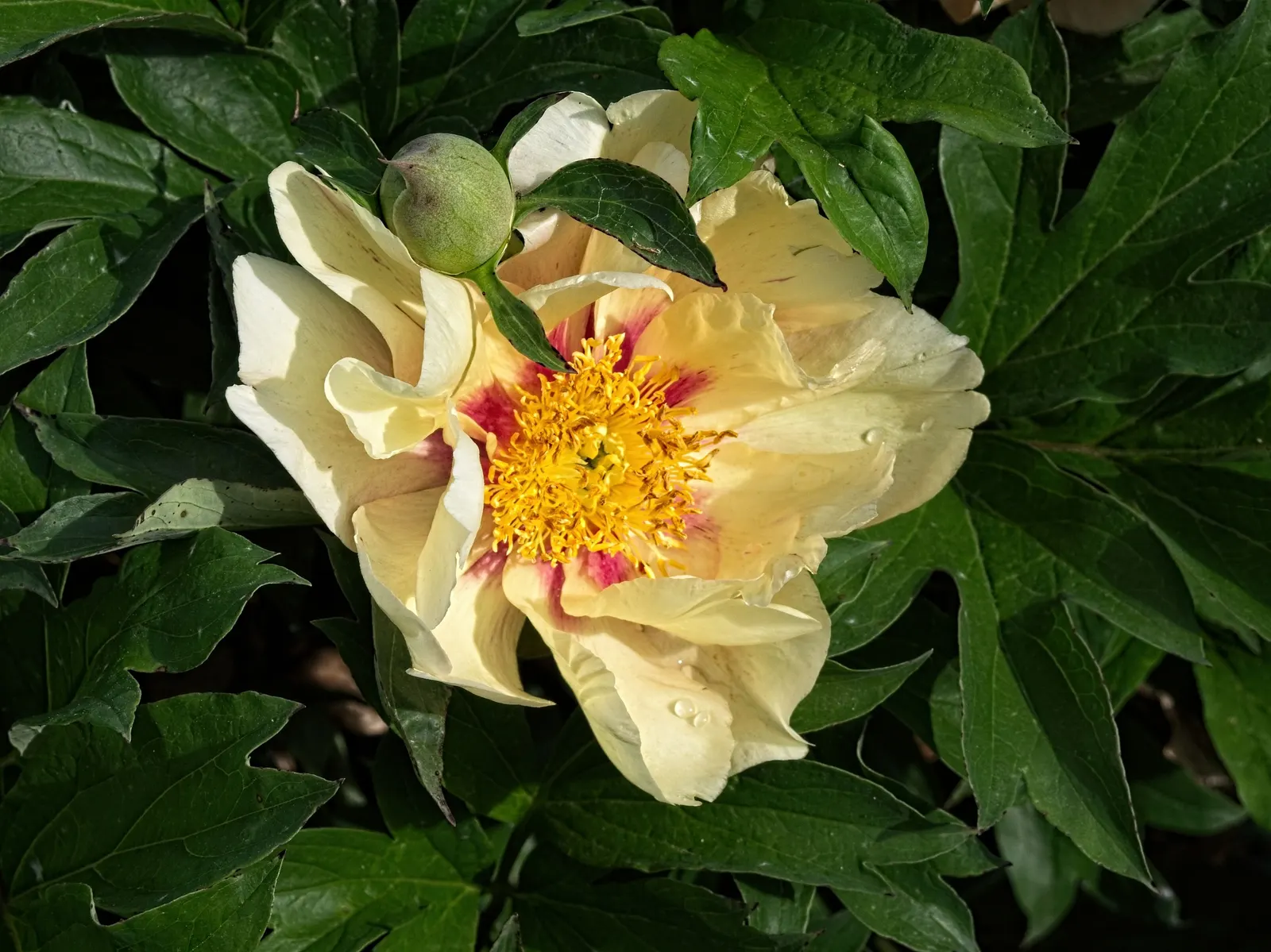 Peony, Herbaceous & Tree (Paeonia Cv. (Assorted)) — Herbaceous types reach 2-3 feet tall and wide, while Tree Peonies can grow up to 4-5 feet tall and wide