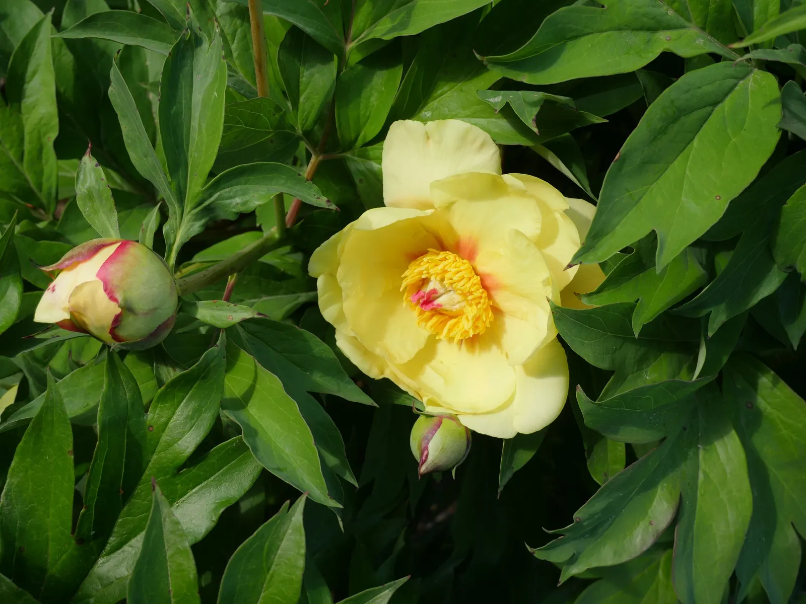 Peony, Herbaceous & Tree (Paeonia Cv. (Assorted)) — Both prefer full sun to light shade and well-drained soil