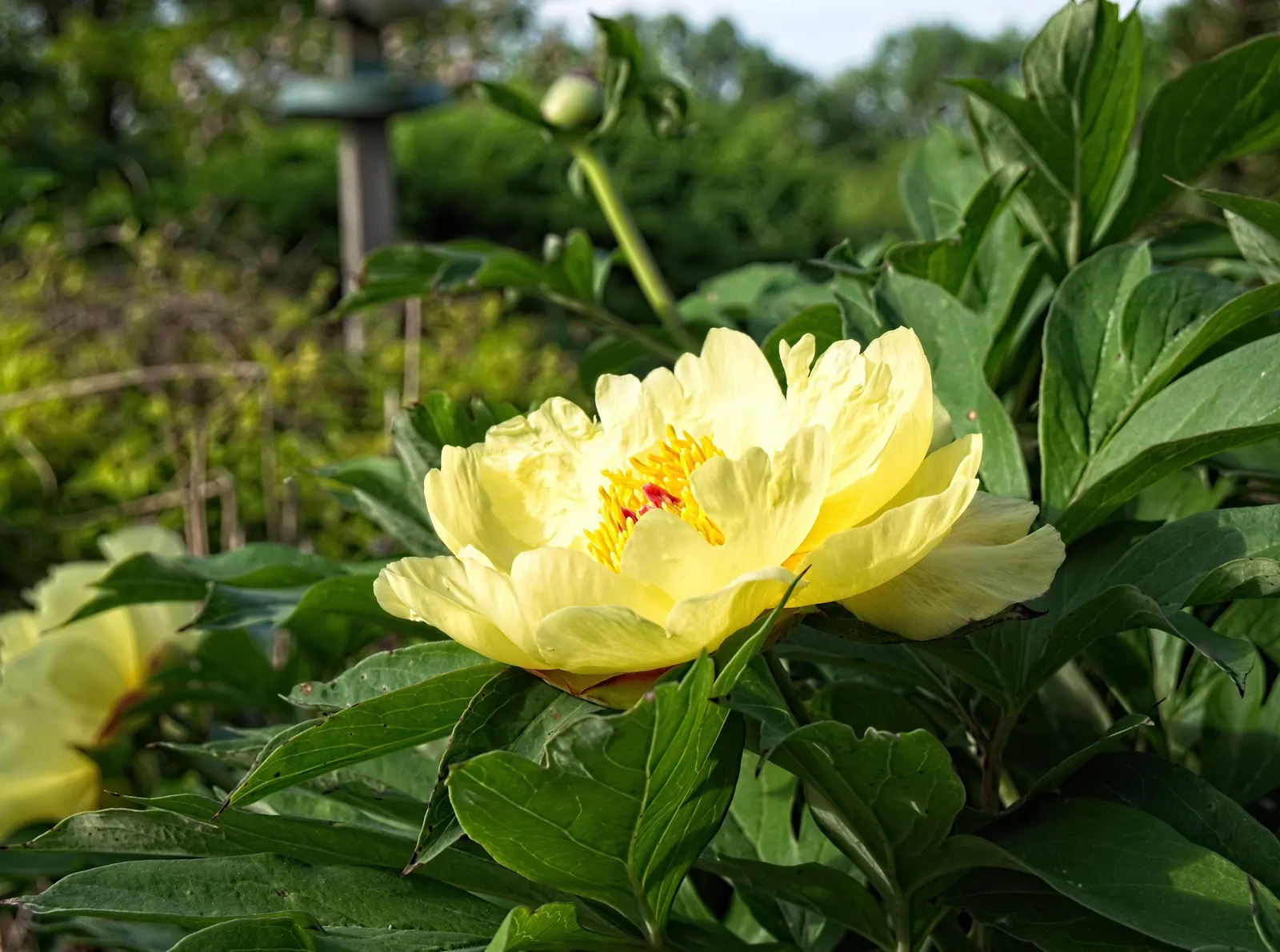 Peony, Herbaceous & Tree (Paeonia Cv. (Assorted)) — similar in variety and color