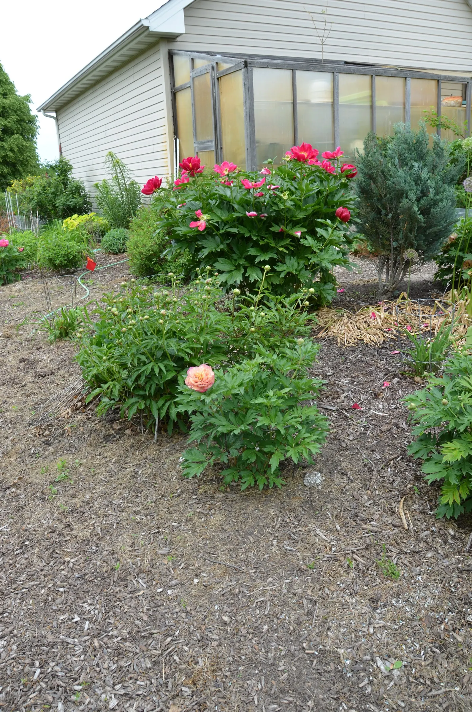 Peony, Herbaceous & Tree (Paeonia Cv. (Assorted)) — and Tree Peonies (Paeonia suffruticosa)