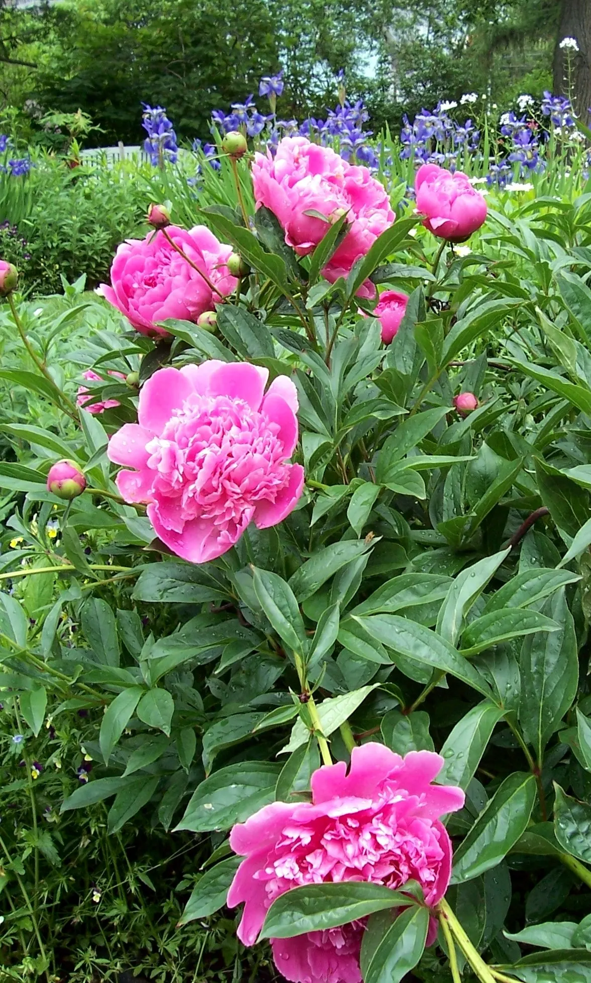 Peony, Herbaceous & Tree (Paeonia Cv. (Assorted)) — typically growing to a height of 2 to 3 feet and spreading out up to 2 to 3 feet wide