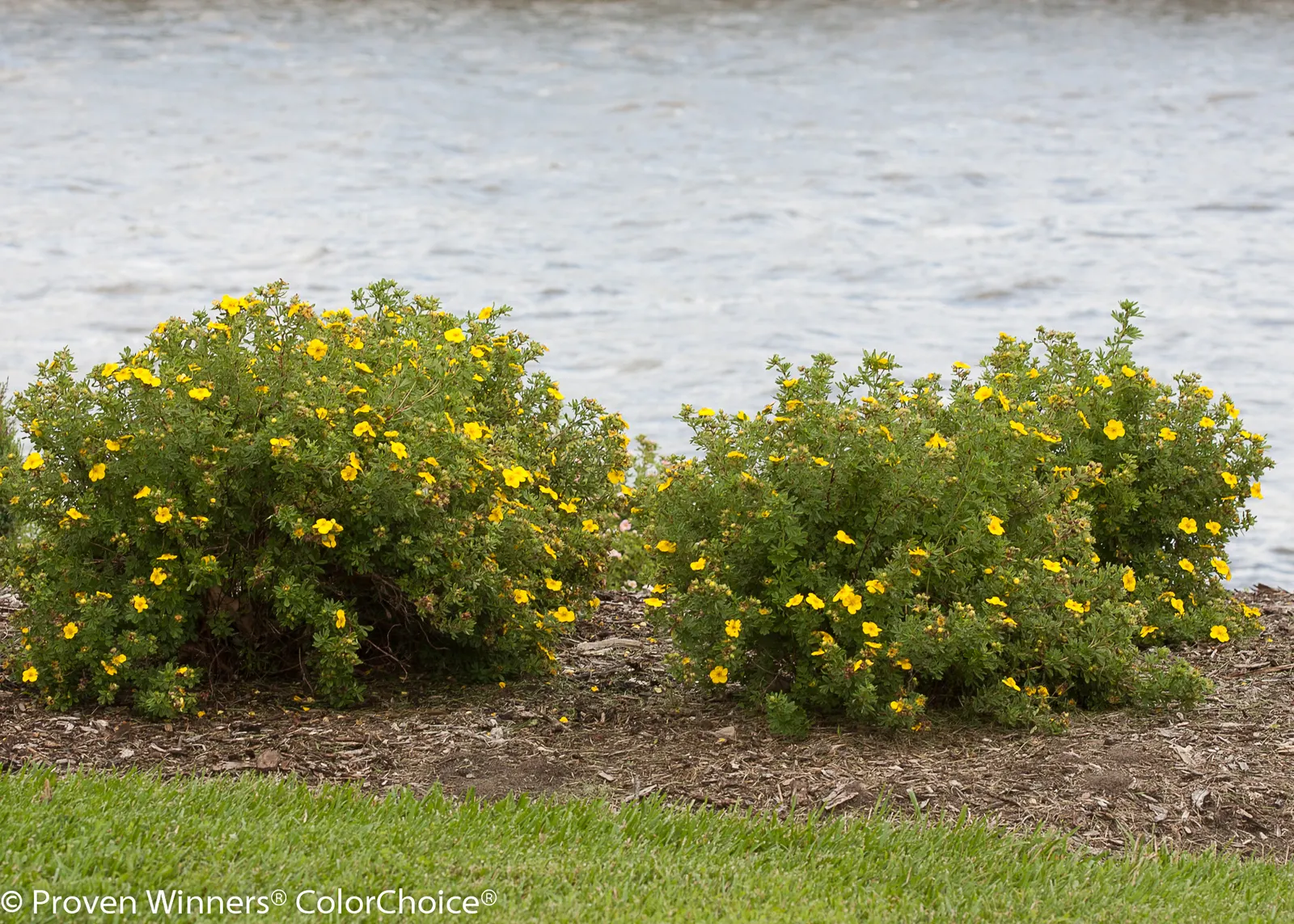 Happy Face® Yellow Potentilla (Potentilla fruticosa) — Big, bright flowers make this potentilla anything but dull