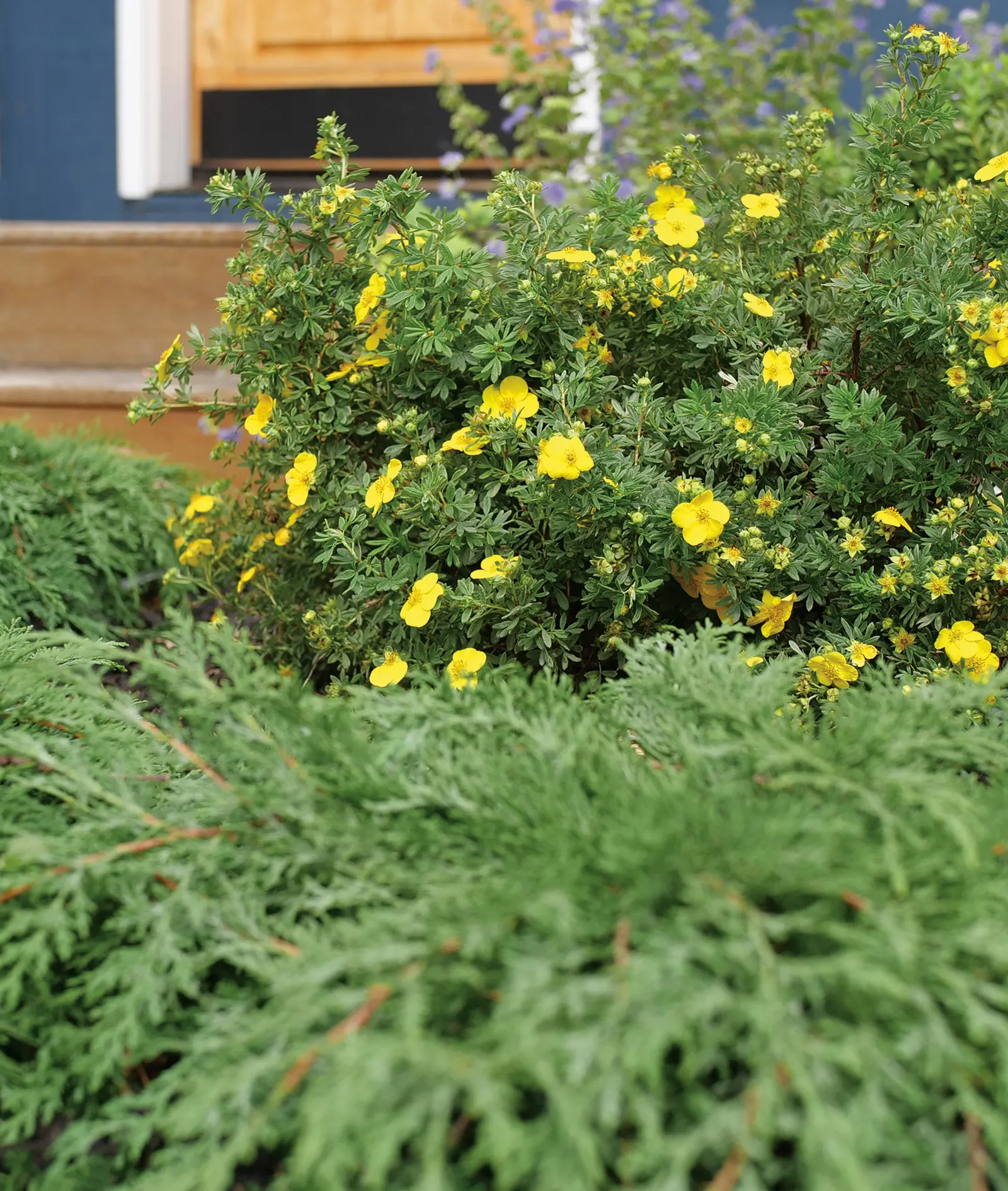 Happy Face® Yellow Potentilla (Potentilla fruticosa) — Needs little maintenance and is highly deer resistant.