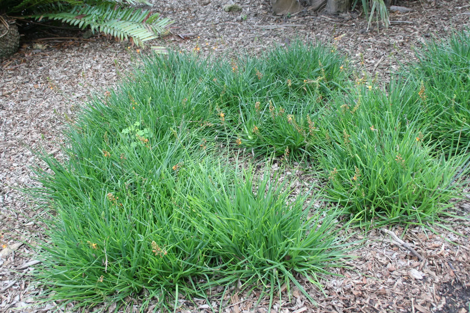 Dwarf Orange Bulbine (Bulbine Frutescens 'Hallmark') — scientifically named Bulbine frutescens 'Hallmark'