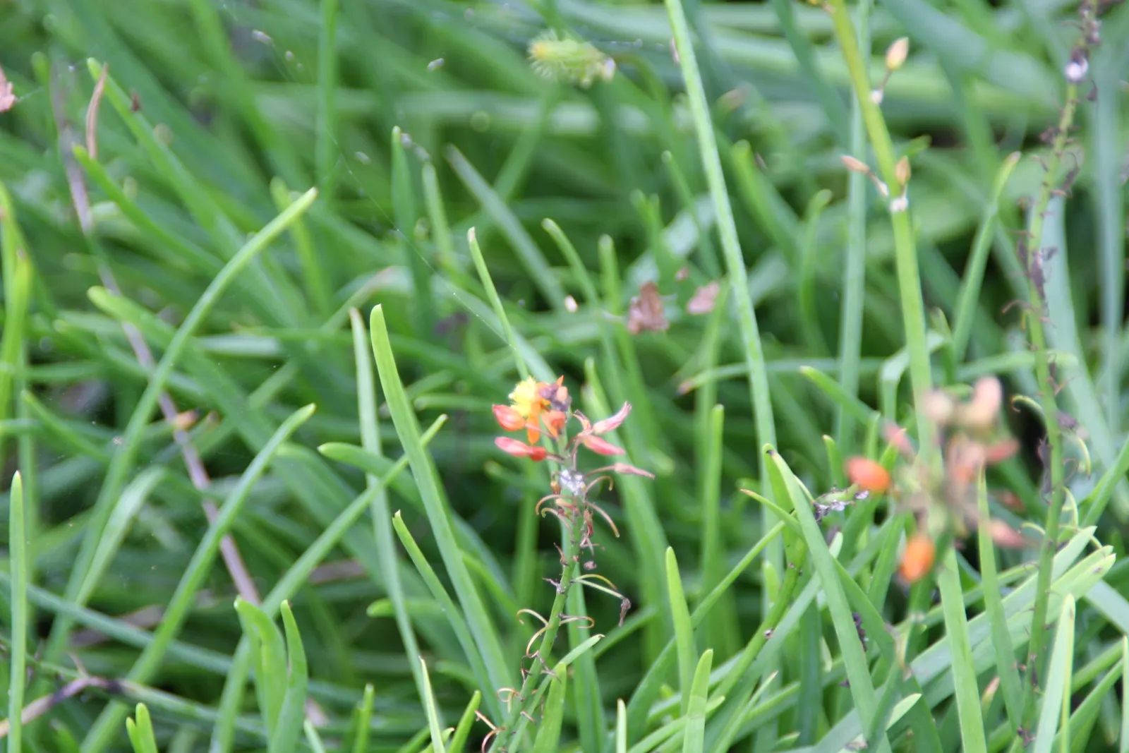 Dwarf Orange Bulbine (Bulbine Frutescens 'Hallmark') — This South African native is recognized for its succulent