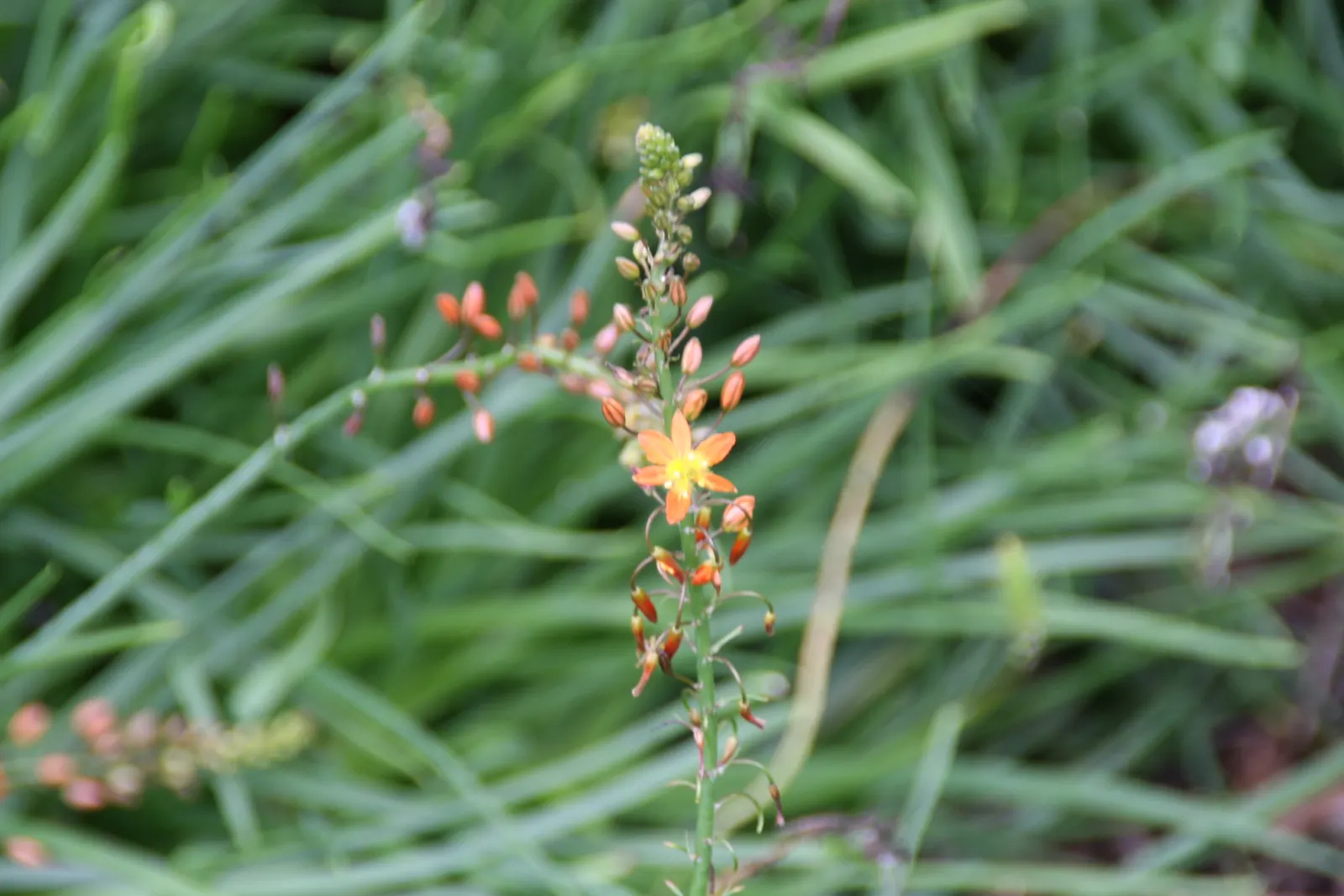 Dwarf Orange Bulbine (Bulbine Frutescens 'Hallmark') — low-maintenance perennial that is well-suited for a variety of landscape designs