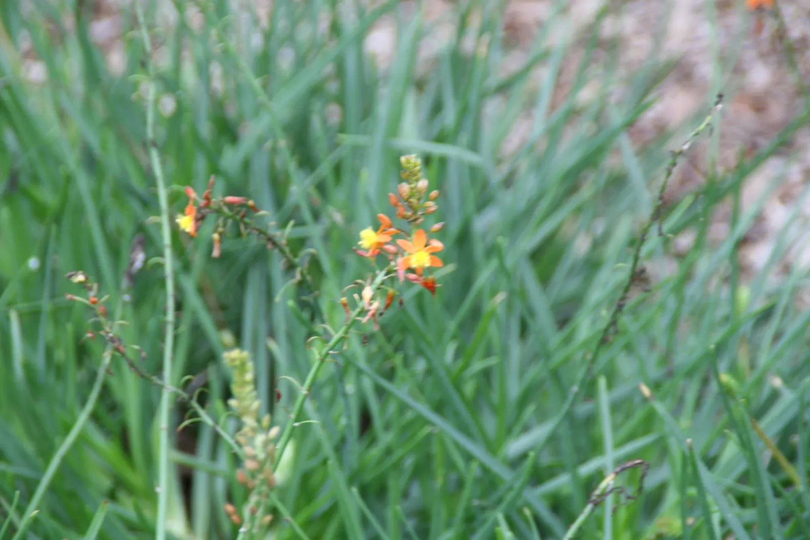 Dwarf Orange Bulbine (Bulbine Frutescens 'Hallmark') — it requires minimal upkeep and thrives in full to partial sunlight