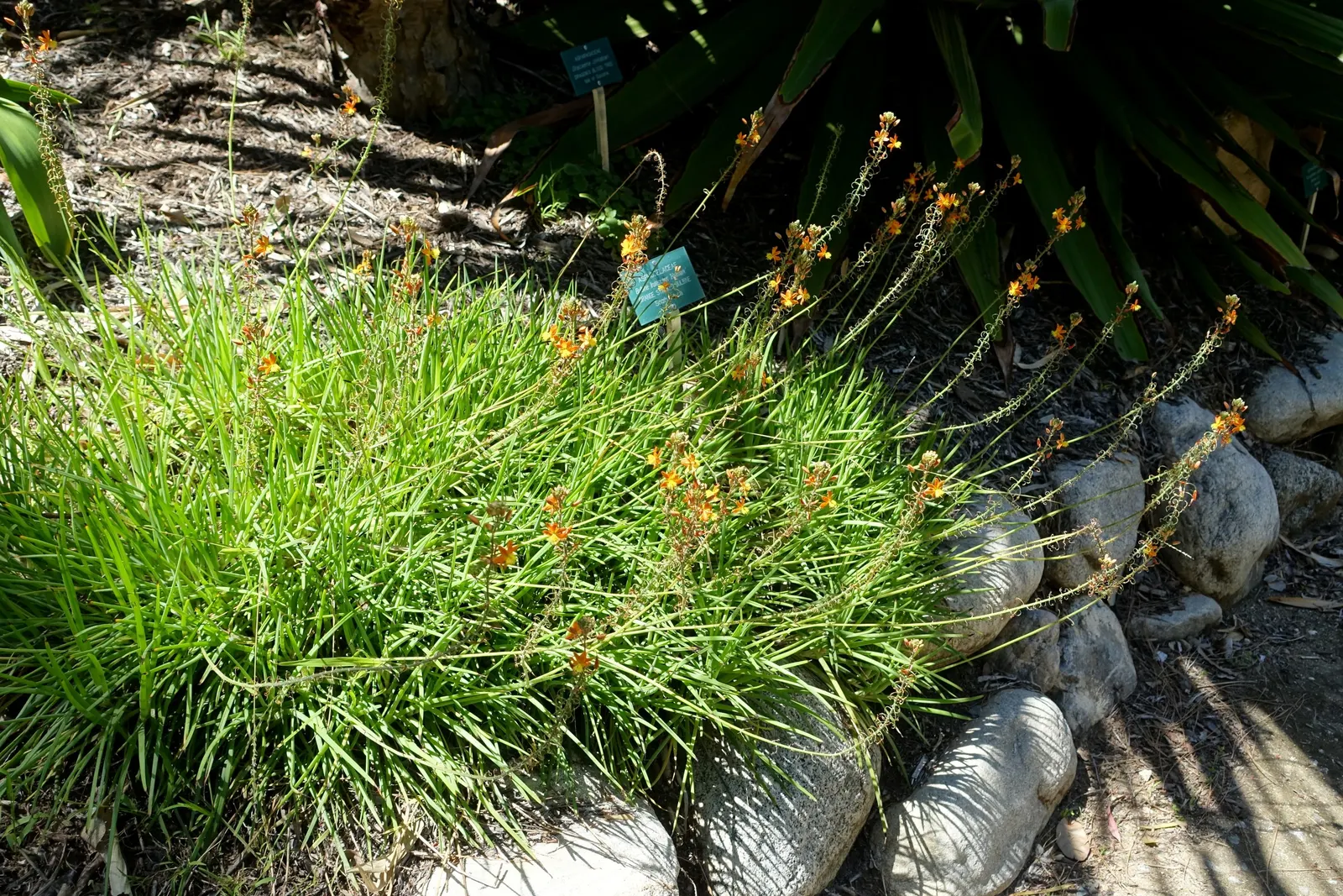 Dwarf Orange Bulbine (Bulbine Frutescens 'Hallmark') — It flourishes in USDA zones 8-11, reaching 12-18 inches in height and spreading up to 24 inches