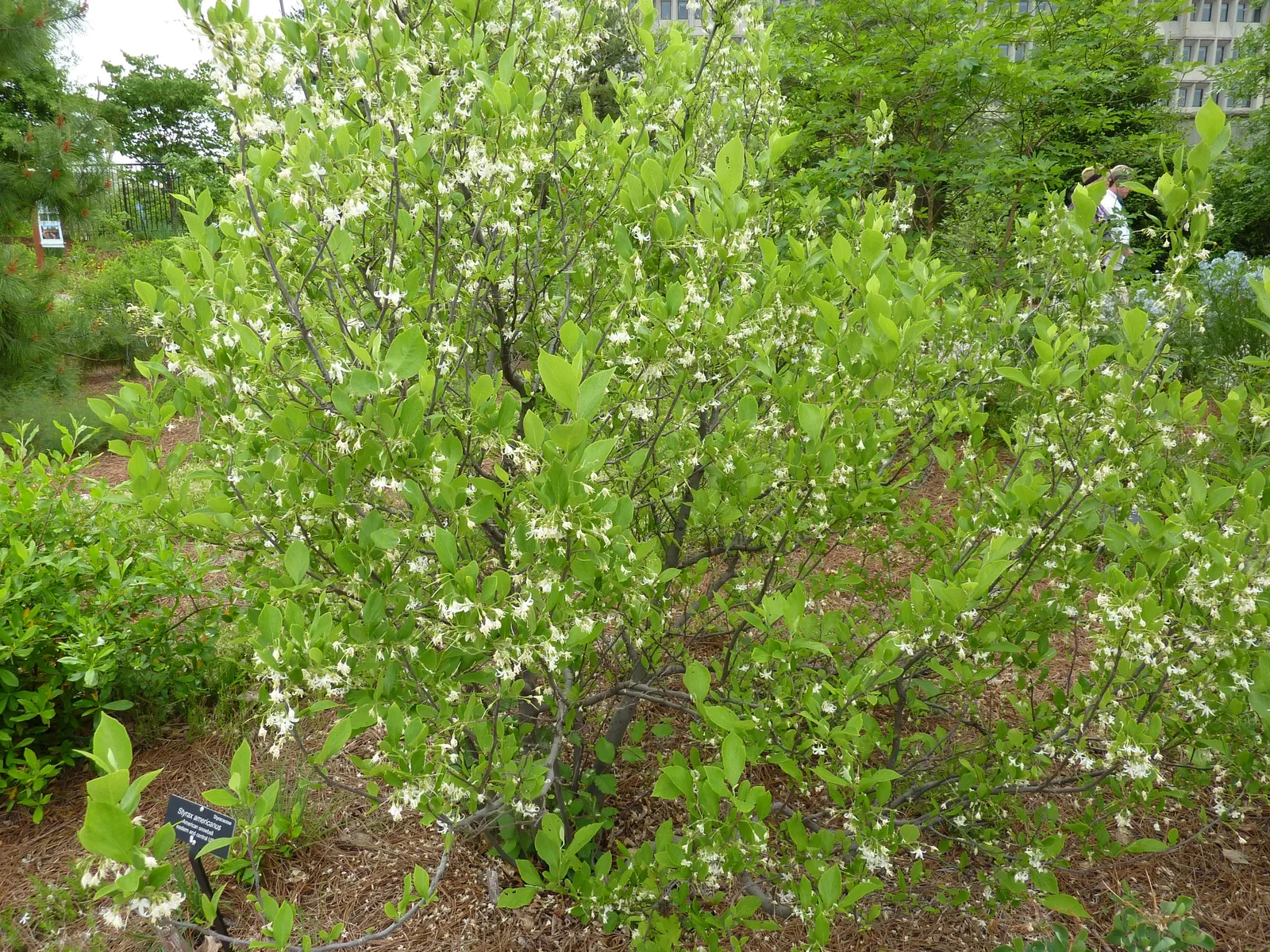 American Snowbell (Styrax Americanus) — yet visually appealing understory plant.<br><br>Noted for its profusion of dainty