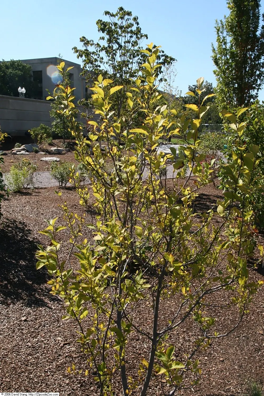 American Snowbell (Styrax Americanus) — native to the southeastern United States