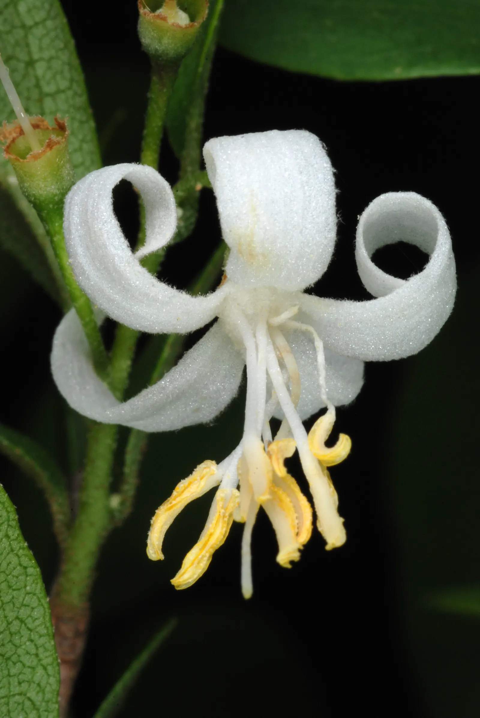 American Snowbell (Styrax Americanus) — enhancing any woodland garden or naturalized setting