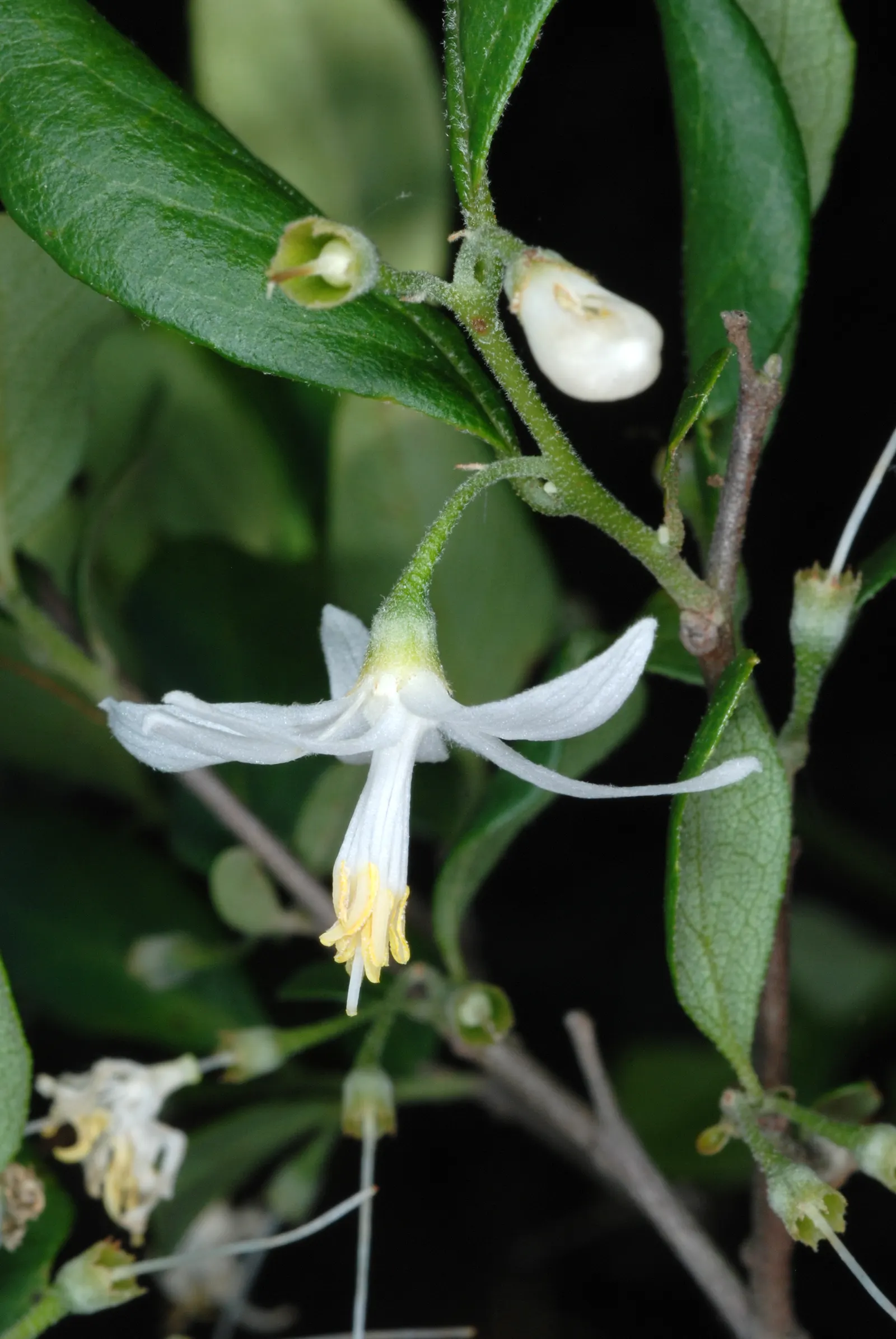 American Snowbell (Styrax Americanus) — bell-shaped white flowers bloom profusely in late spring