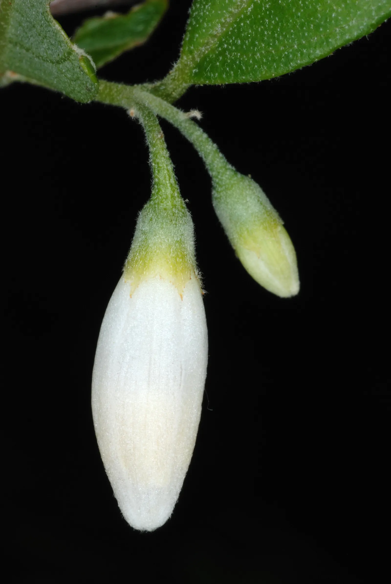 American Snowbell (Styrax Americanus) — each about 1/2 inch in diameter
