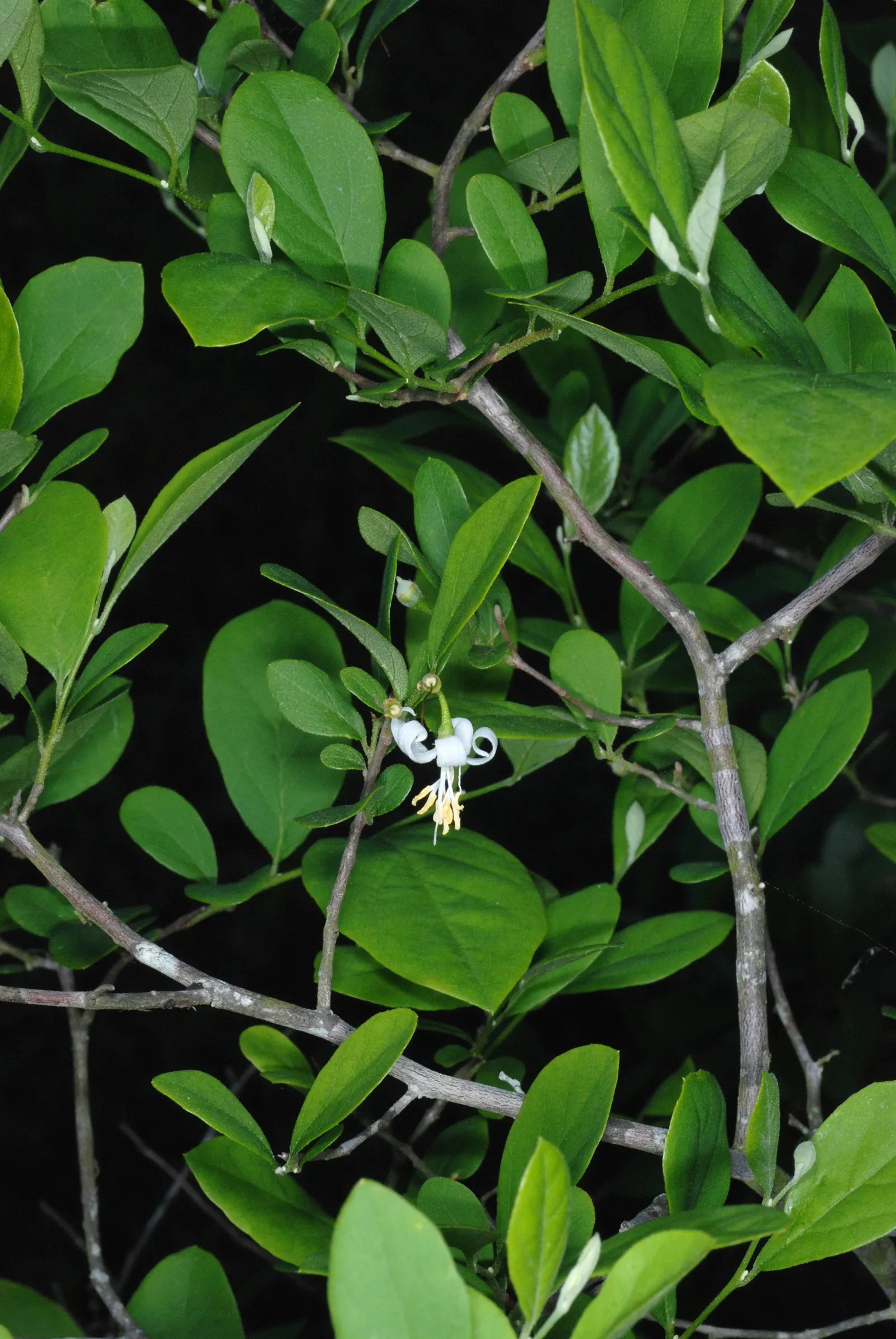 American Snowbell (Styrax Americanus) — Hardy in USDA zones 5-9, this low-maintenance native prefers partial shade and moist, well-drained soil