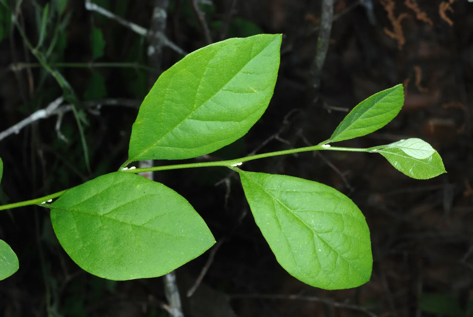 American Snowbell (Styrax Americanus) — The American Snowbell (Styrax americanus) is a charming