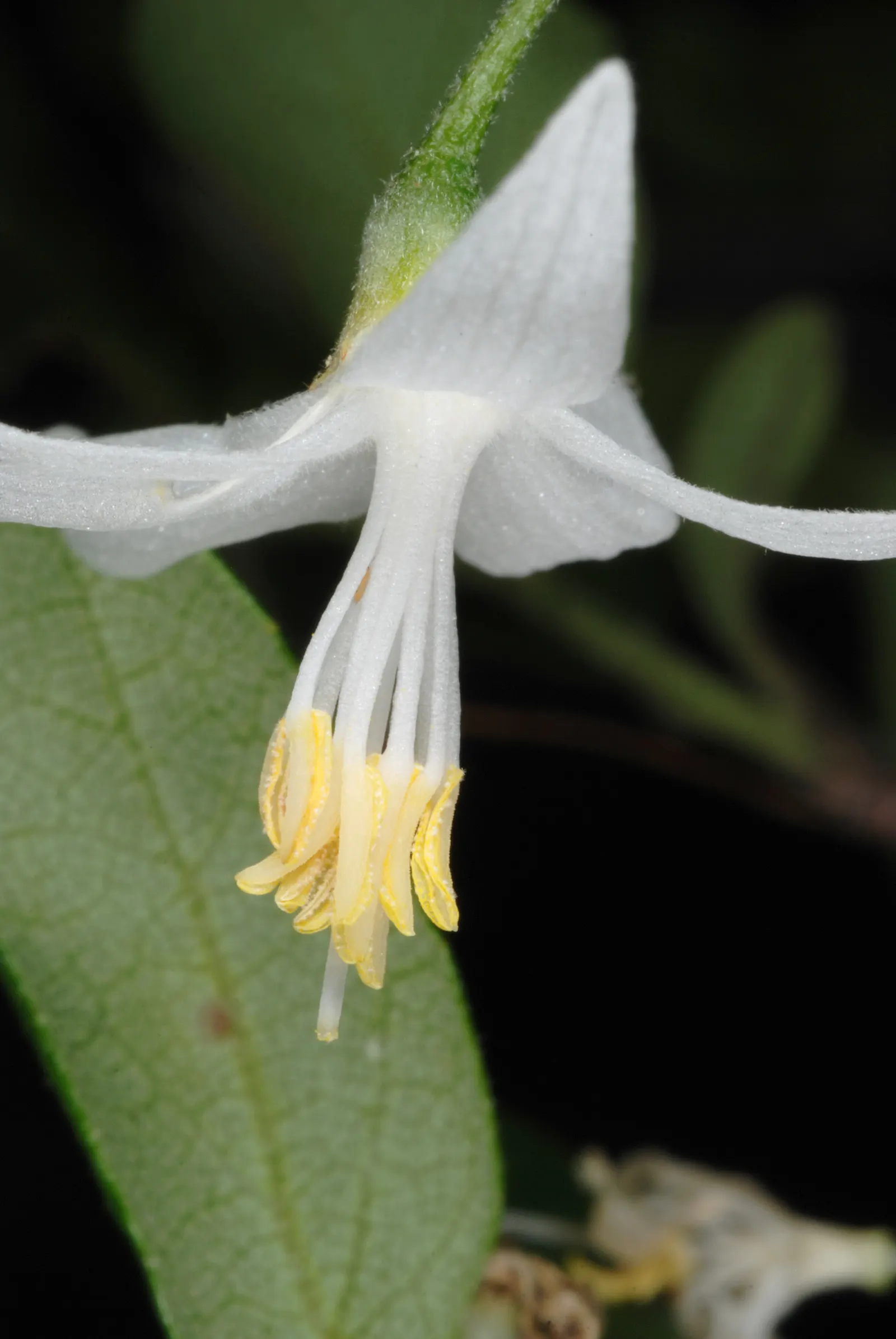 American Snowbell (Styrax Americanus) — scientifically known as Styrax americanus