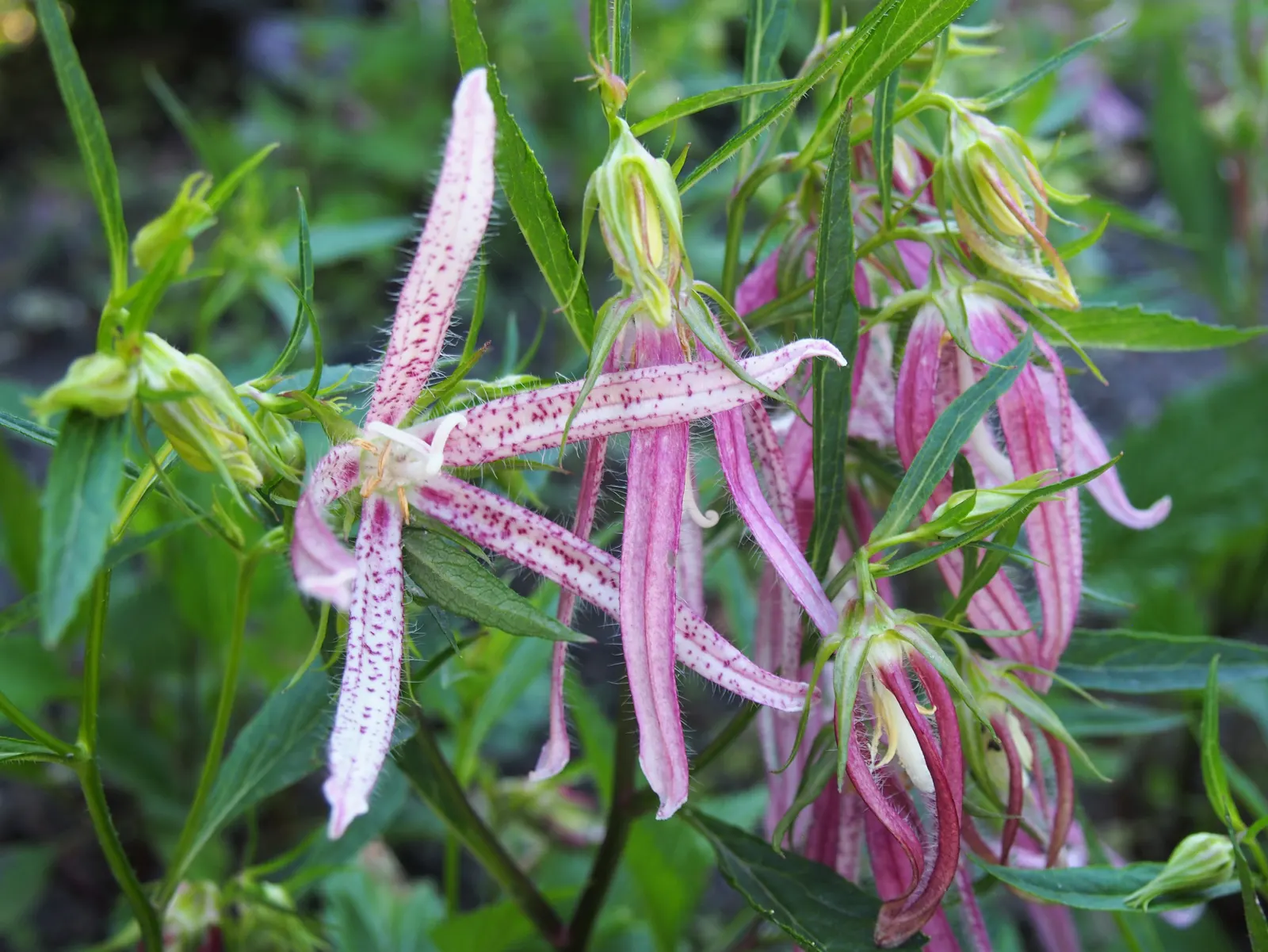Pink Octopus Bellflower (Campanula 'Pink Octopus') — its unique blooms from mid to late summer attract pollinators