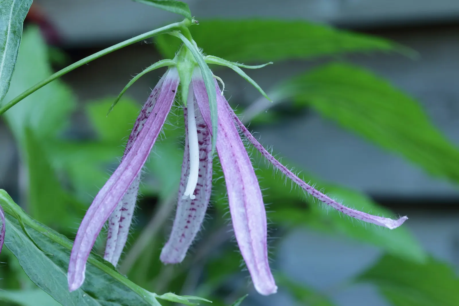 Pink Octopus Bellflower (Campanula 'Pink Octopus') — adding whimsy to borders and rock gardens