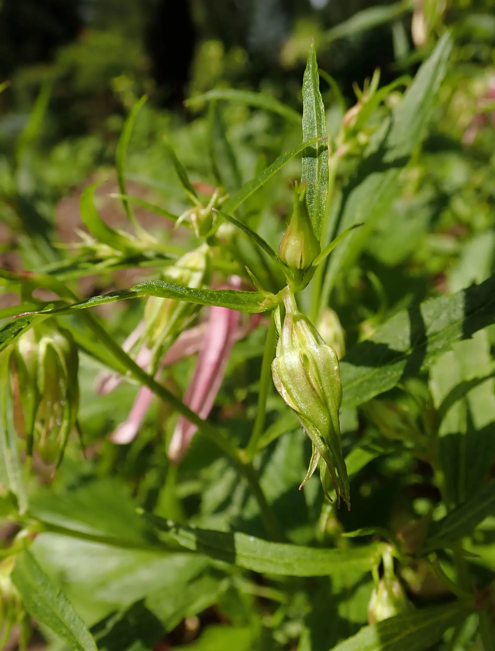 Pink Octopus Bellflower (Campanula 'Pink Octopus') — Each blossom displays narrow