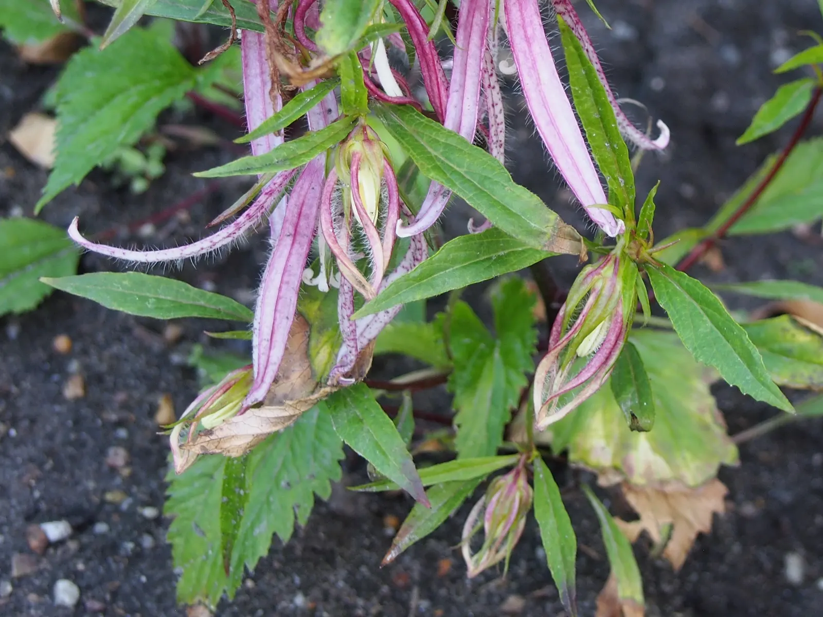 Pink Octopus Bellflower (Campanula 'Pink Octopus') — pale pink flowers with elongated petals resembling octopus tentacles