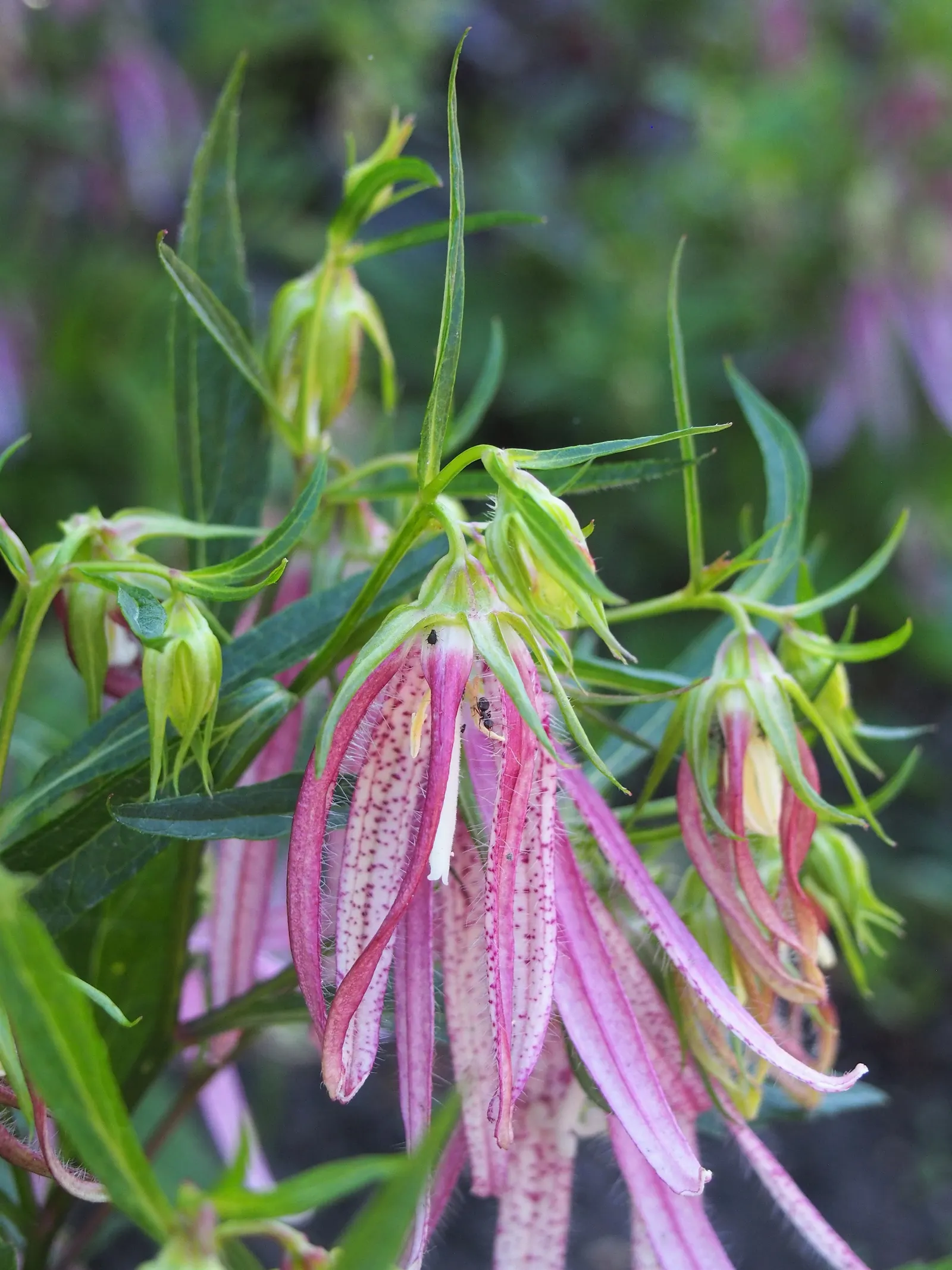 Pink Octopus Bellflower (Campanula 'Pink Octopus') — Thriving in zones 5-9, it flourishes in full sun to partial shade and well-draining soil