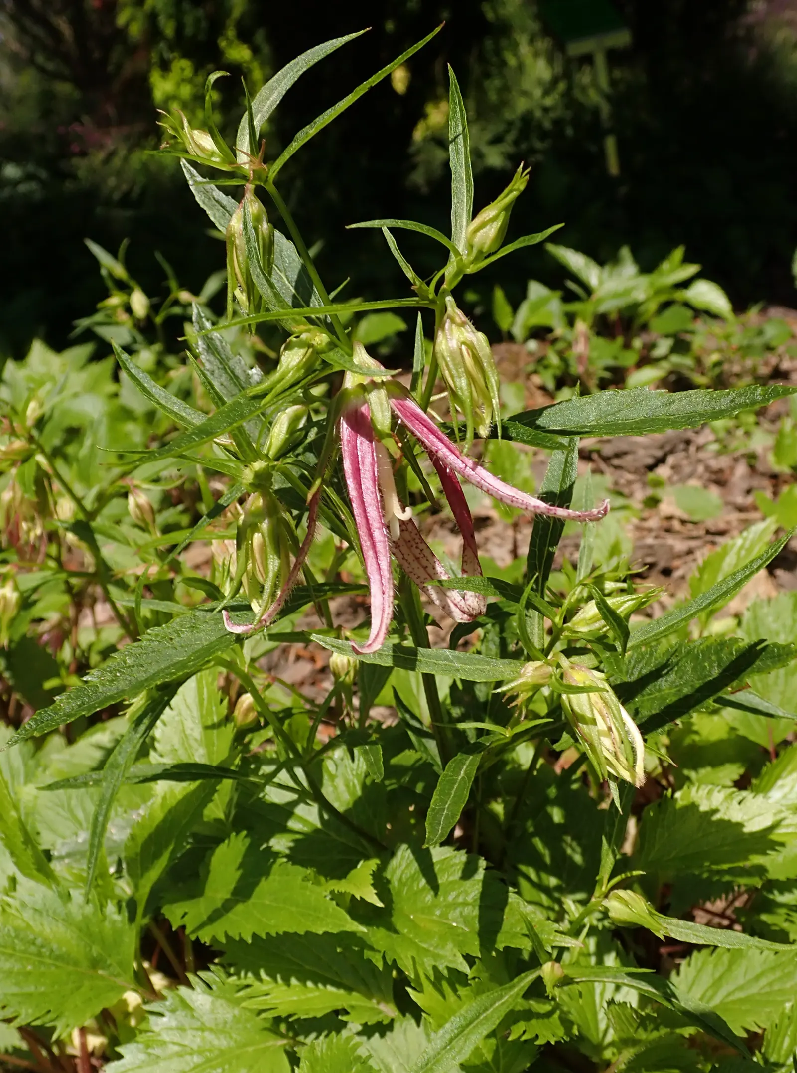Pink Octopus Bellflower (Campanula 'Pink Octopus') — alluring pink hue that adds a whimsical charm to any garden space.<br><br>Thriving in USDA hardiness zones