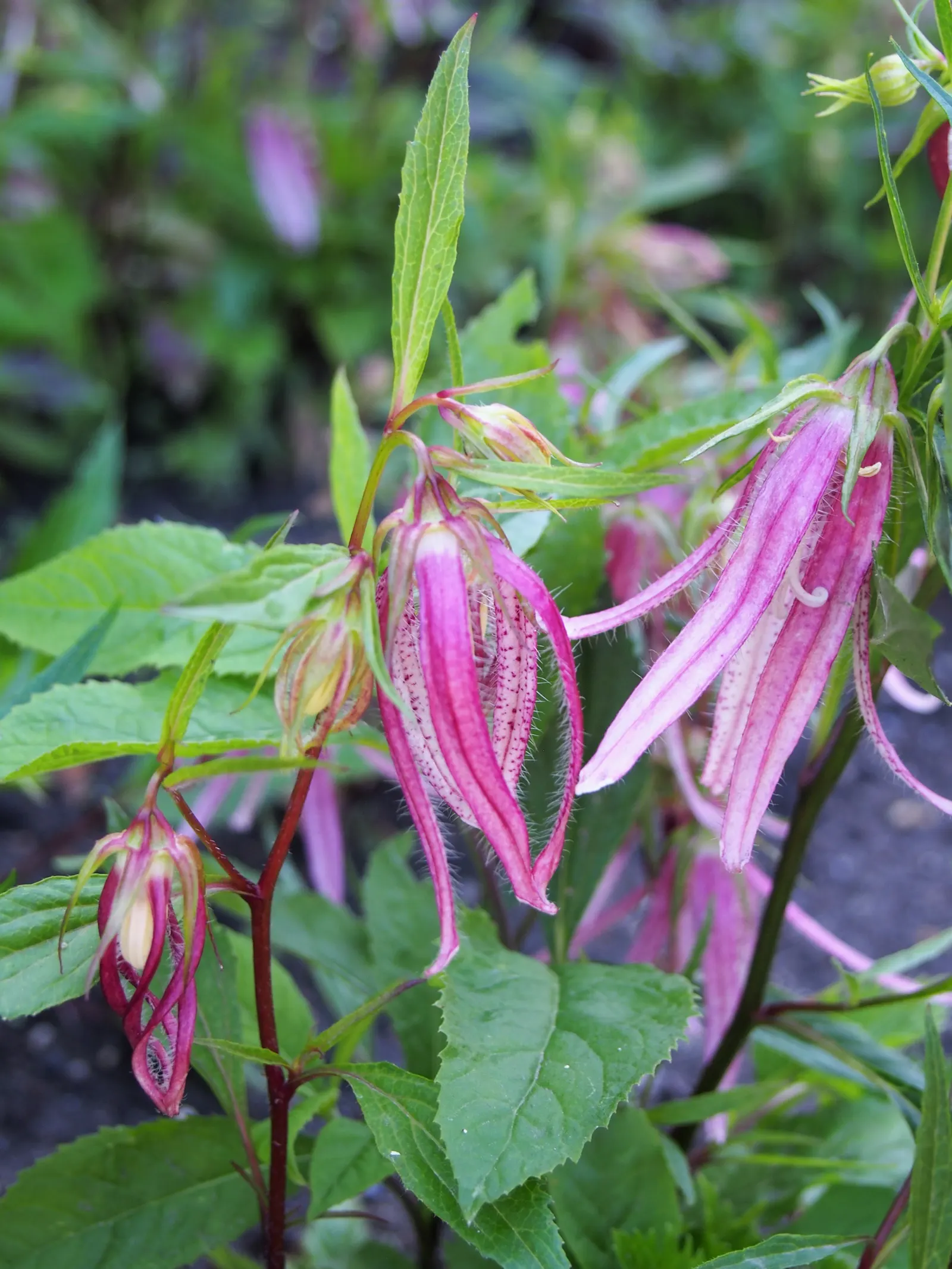 Pink Octopus Bellflower (Campanula 'Pink Octopus') — Reaching 12-18 inches in height with a similar spread
