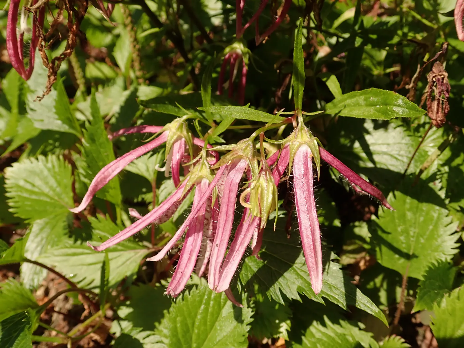 Pink Octopus Bellflower (Campanula 'Pink Octopus') — this bellflower cultivar prefers well-draining soil and enjoys a spot with full sun to partial shade