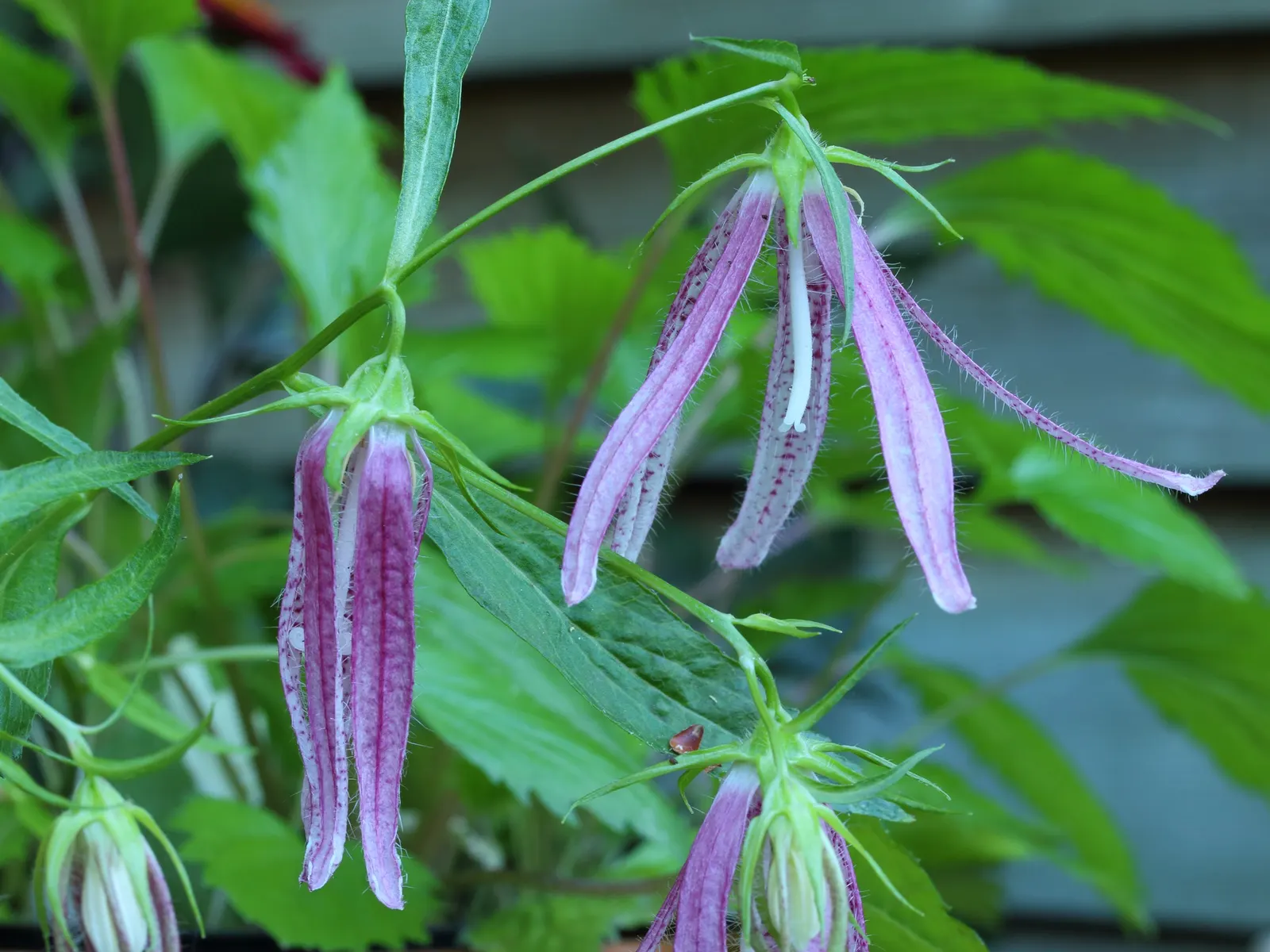 Pink Octopus Bellflower (Campanula 'Pink Octopus') — it is moderately drought-tolerant