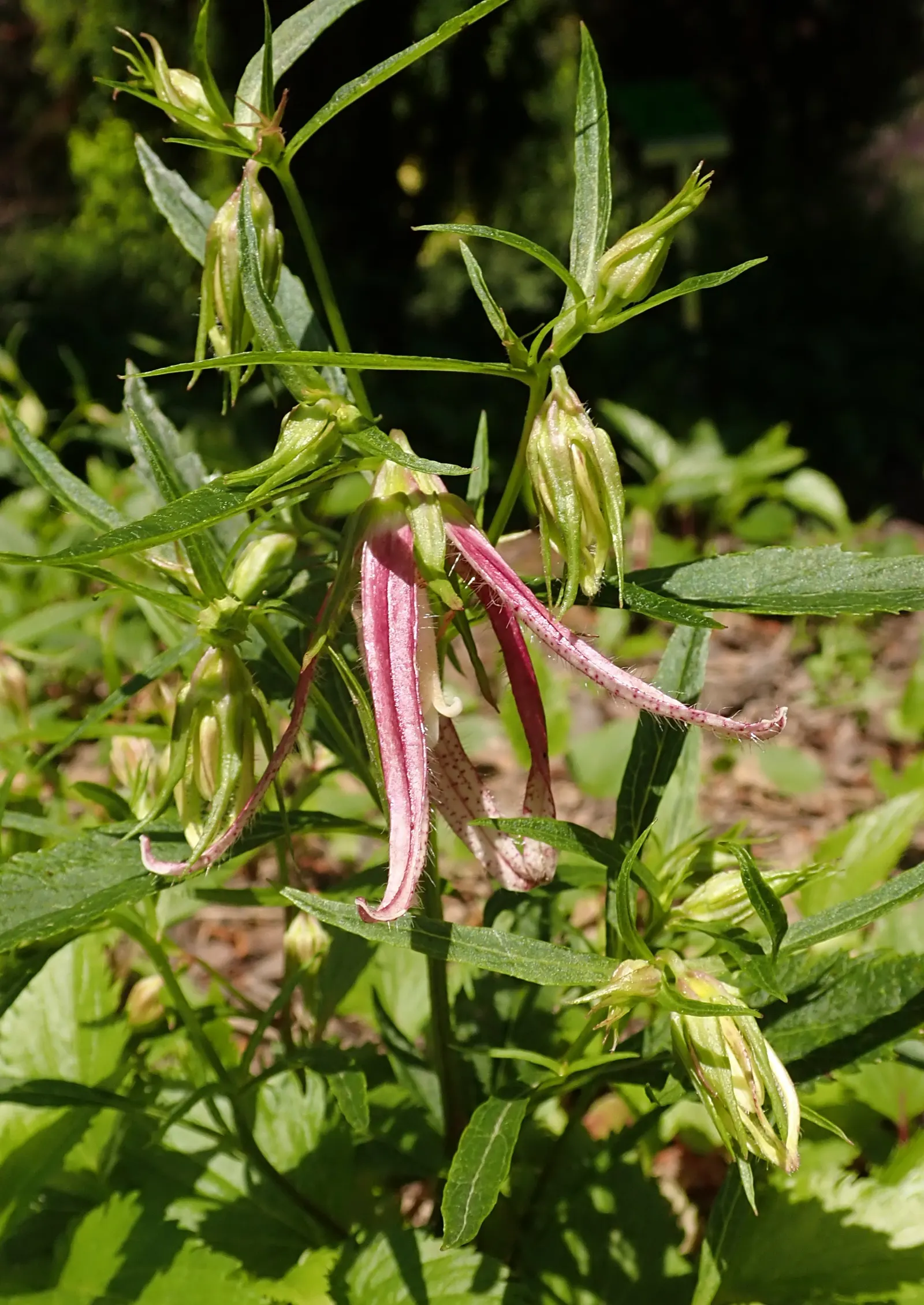 Pink Octopus Bellflower (Campanula 'Pink Octopus') — Low maintenance and drought-tolerant once established, it's a captivating garden choice