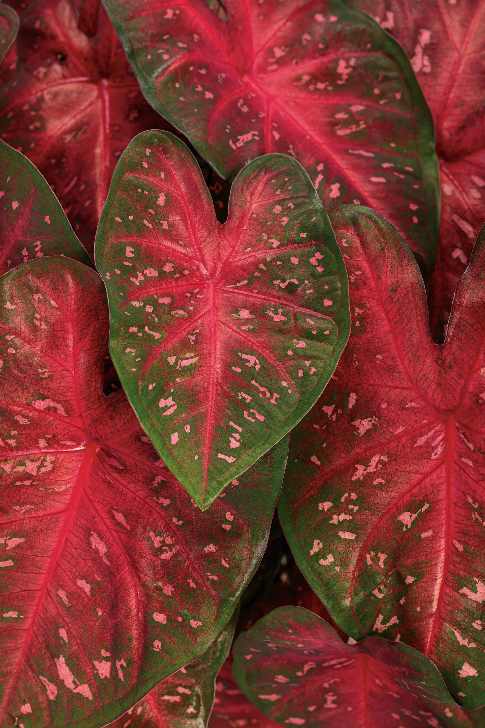 Fast Flash™ Sun or Shade Caladium (Caladium hortulanum) — Its upright habit reaches 15-20 inches tall and 10-14 inches wide; fast Flash™ matures to about 15 to