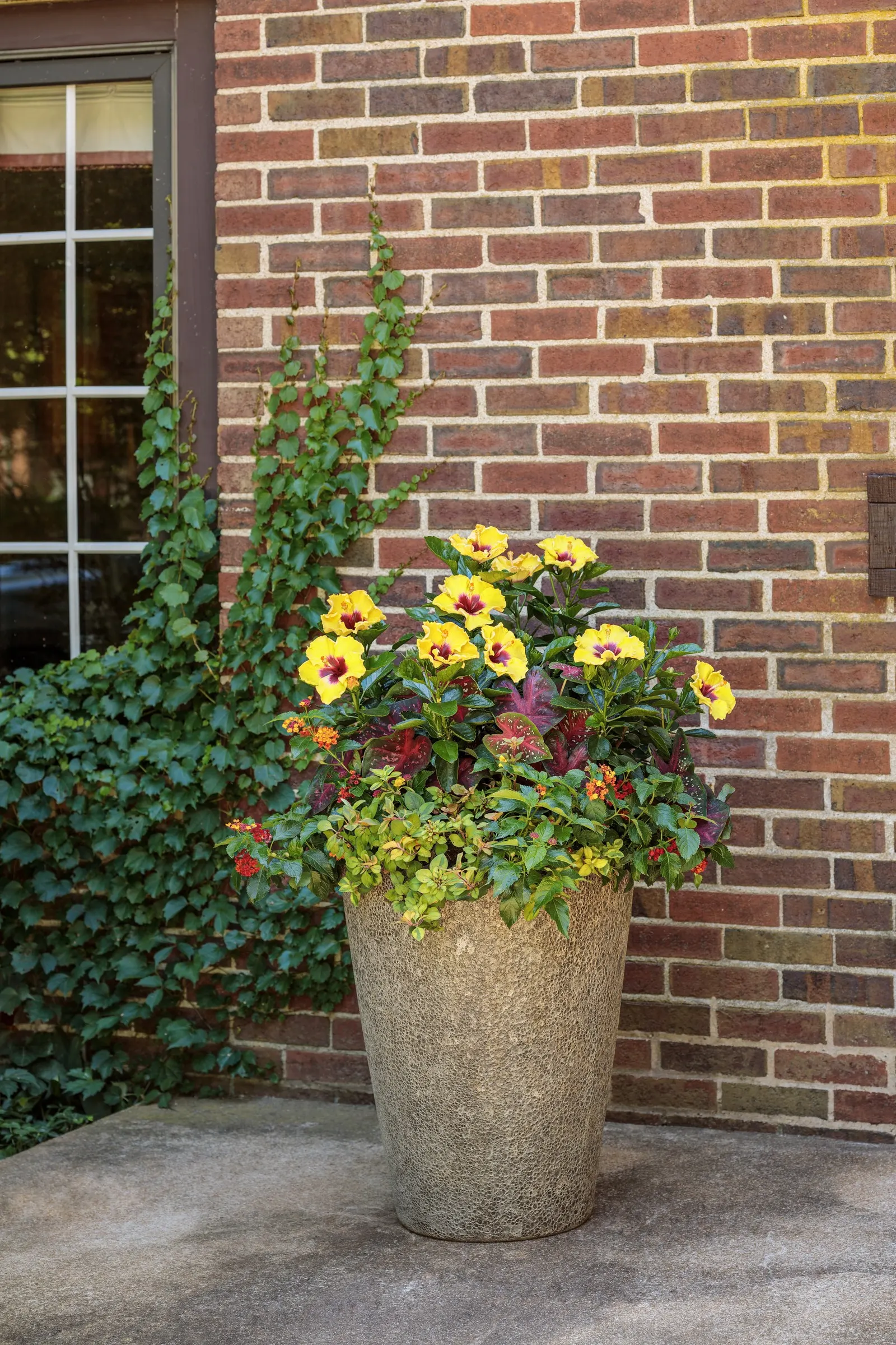 Rico Suave™ Tropical Hibiscus (Hibiscus rosa-sinensis) — It grows 4 feet tall and up to 5 feet wide