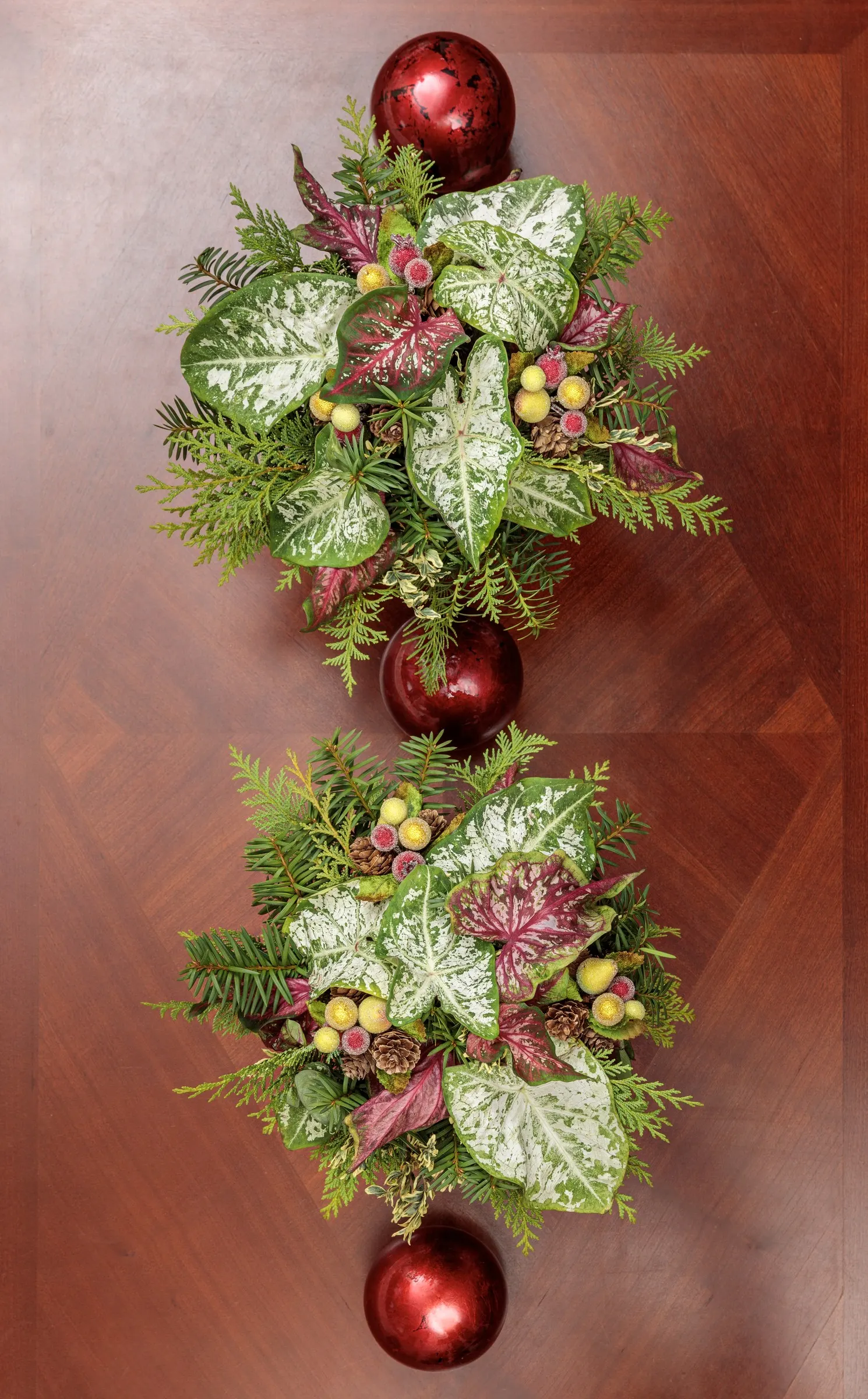 Snow Flurry Shade Caladium (Caladium hortulanum) — Provide part shade to shade, warm well-drained soil, and steady moisture