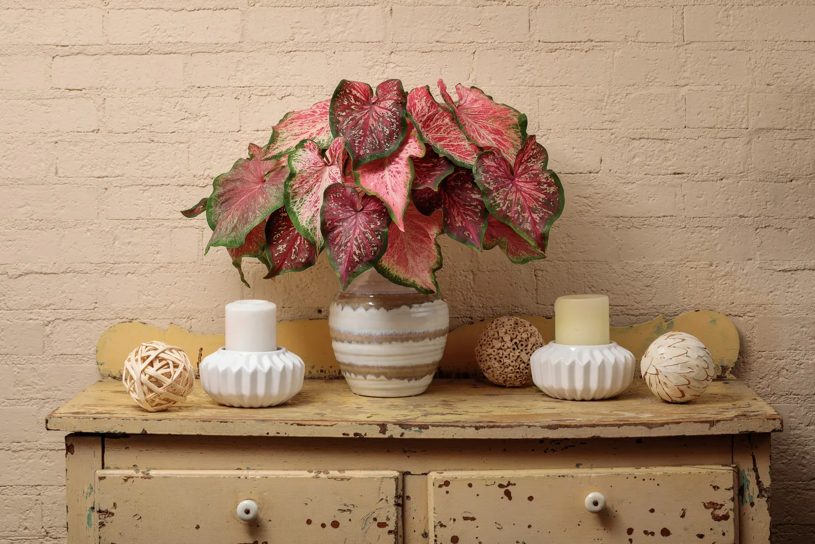 Blushing Bride Sun or Shade Caladium (Caladium hortulanum) — It matures at 15-20 inches tall and 8-10 inches wide