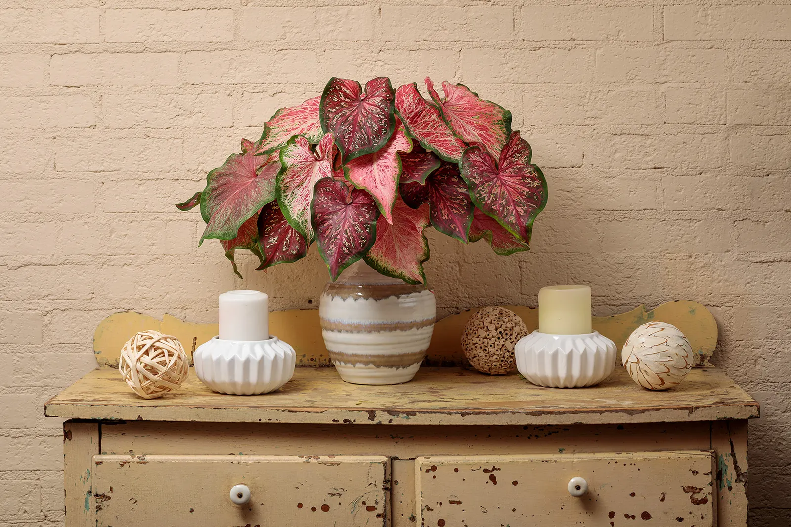 Blushing Bride Sun or Shade Caladium (Caladium hortulanum) — consistently moist but well-drained soil