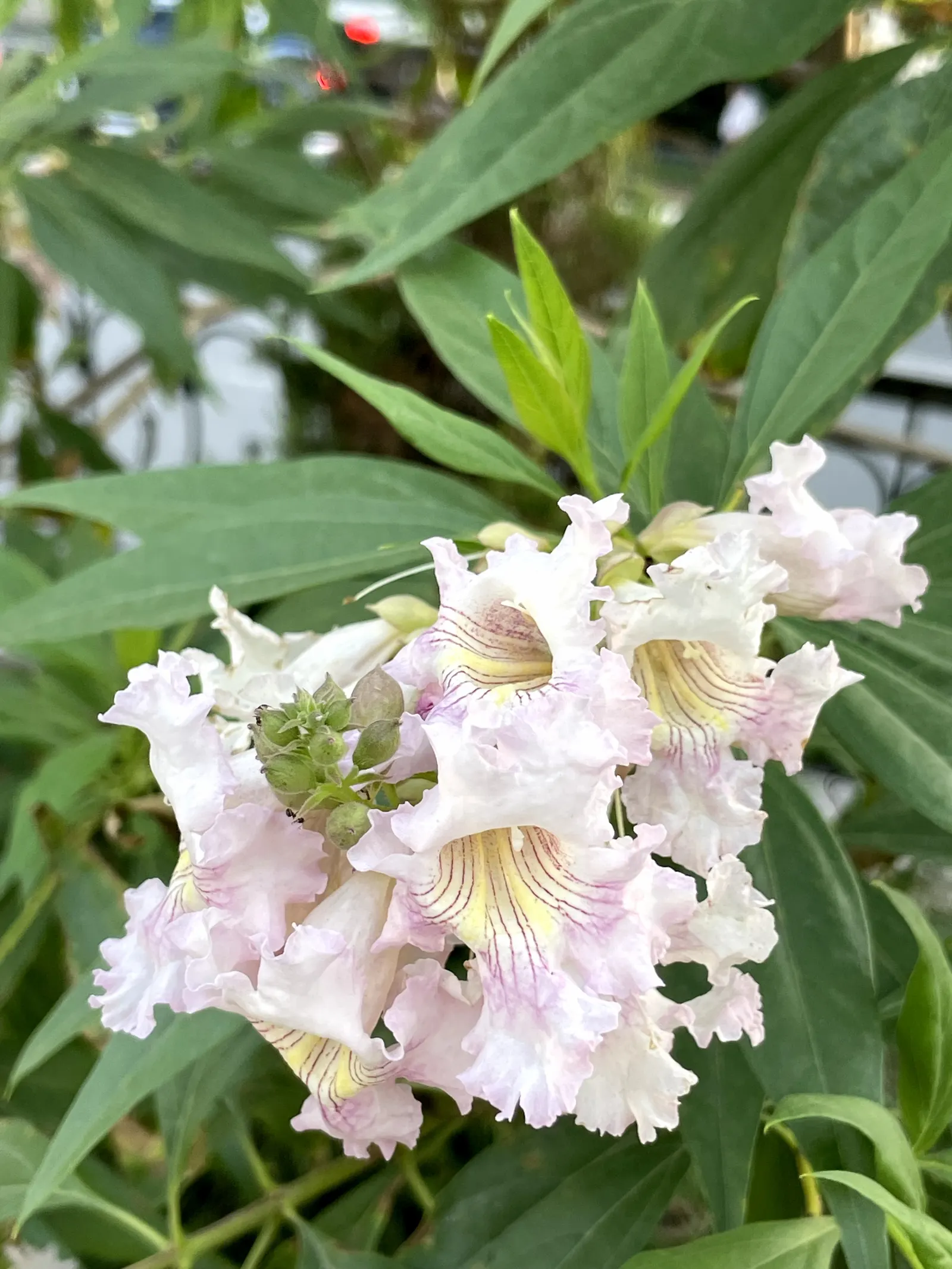 Chitalpa (Chitalpa X Tashkentensis) — deciduous tree reaching heights of 20‚Äì30 ft