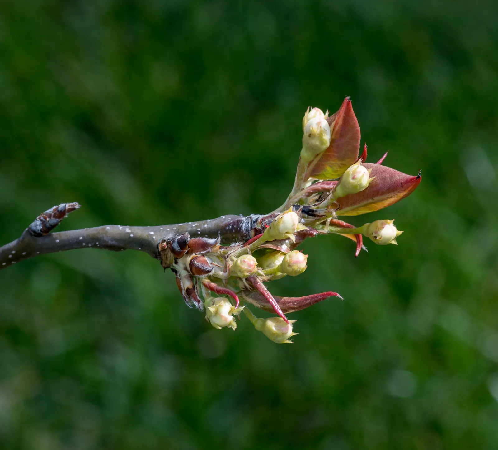 Asian Pear (Pyrus Pyrifolia) — is a delightful addition to any landscape design due to its dual ornamental and culinary value