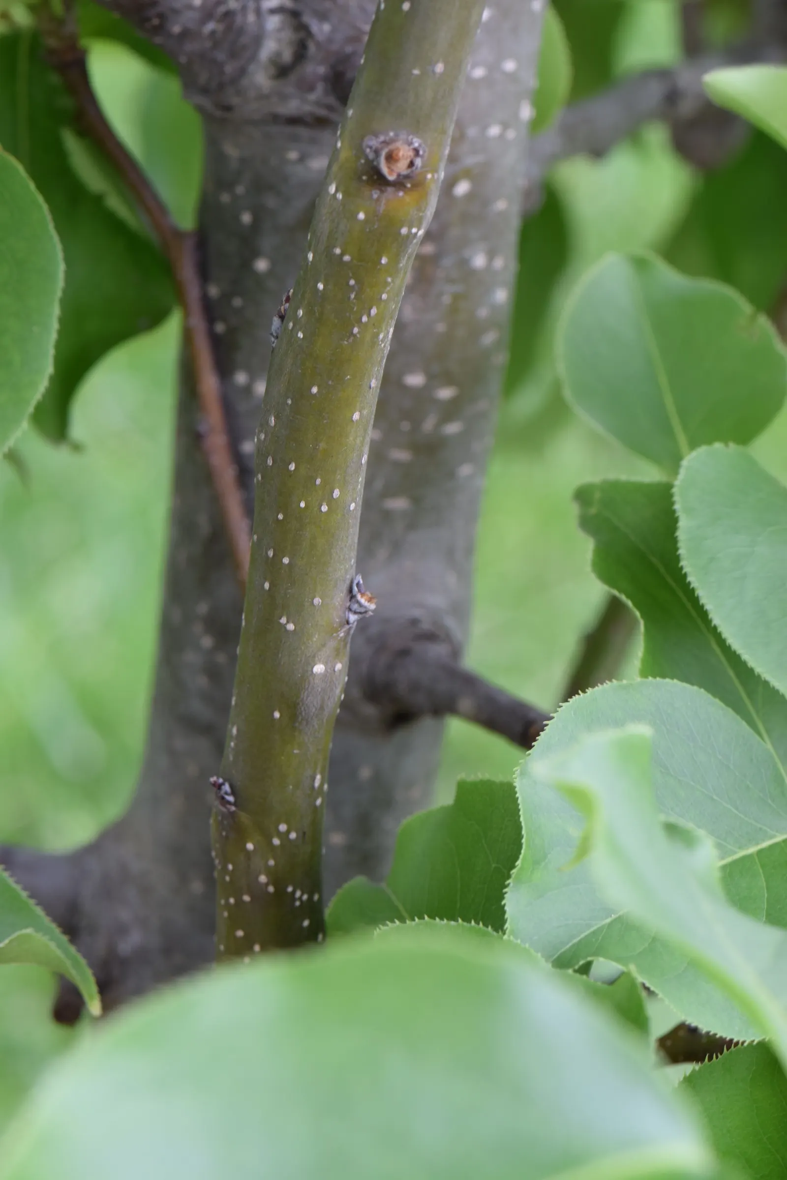 Asian Pear (Pyrus Pyrifolia) — the tree blooms with beautiful white flowers that offer a fragrant