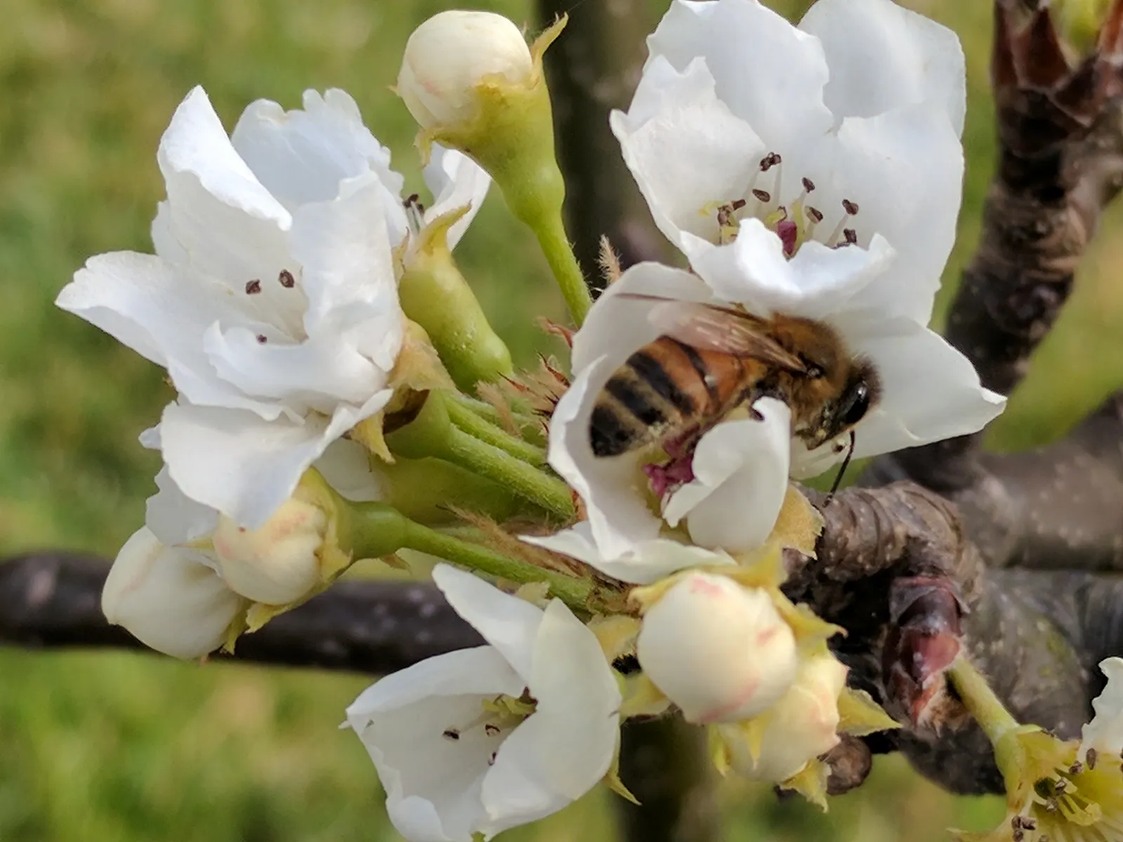 Asian Pear (Pyrus Pyrifolia) — white flowers in the garden
