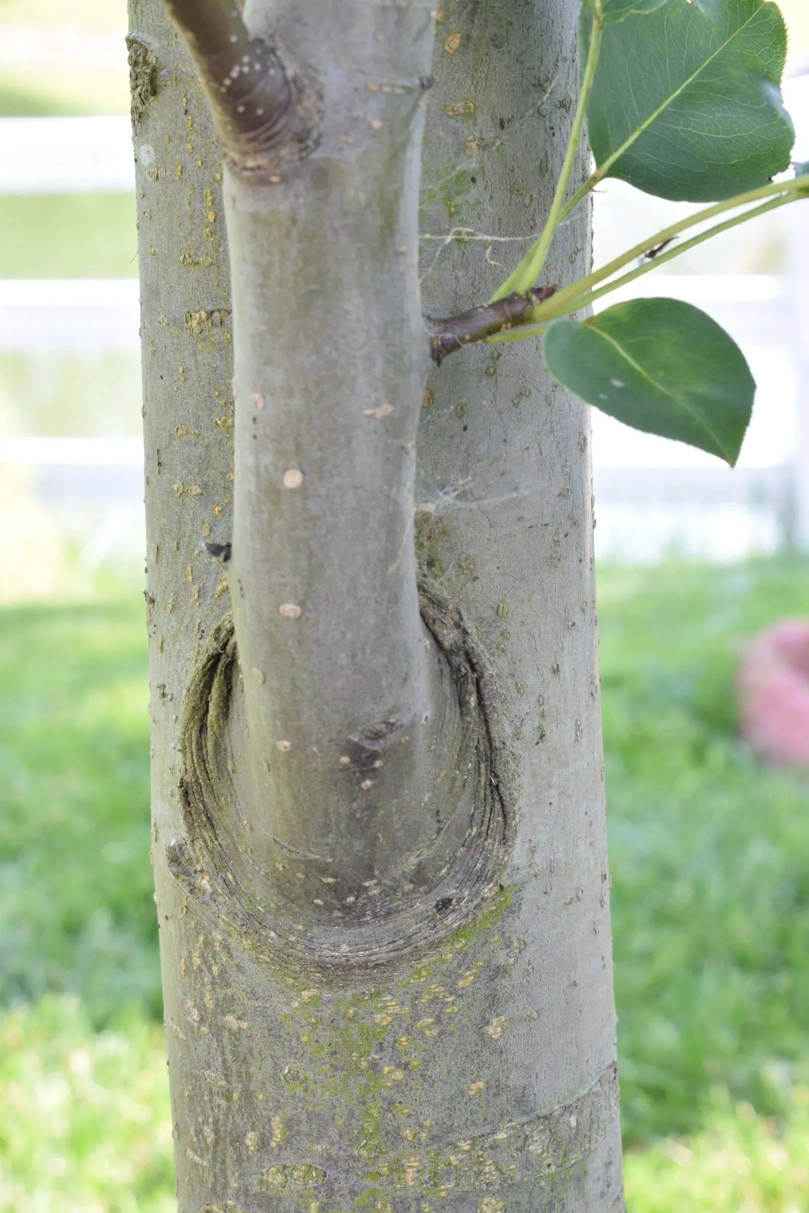 Asian Pear (Pyrus Pyrifolia) — especially during dry spells.<br><br>Cold hardy in USDA zones 5 to 9