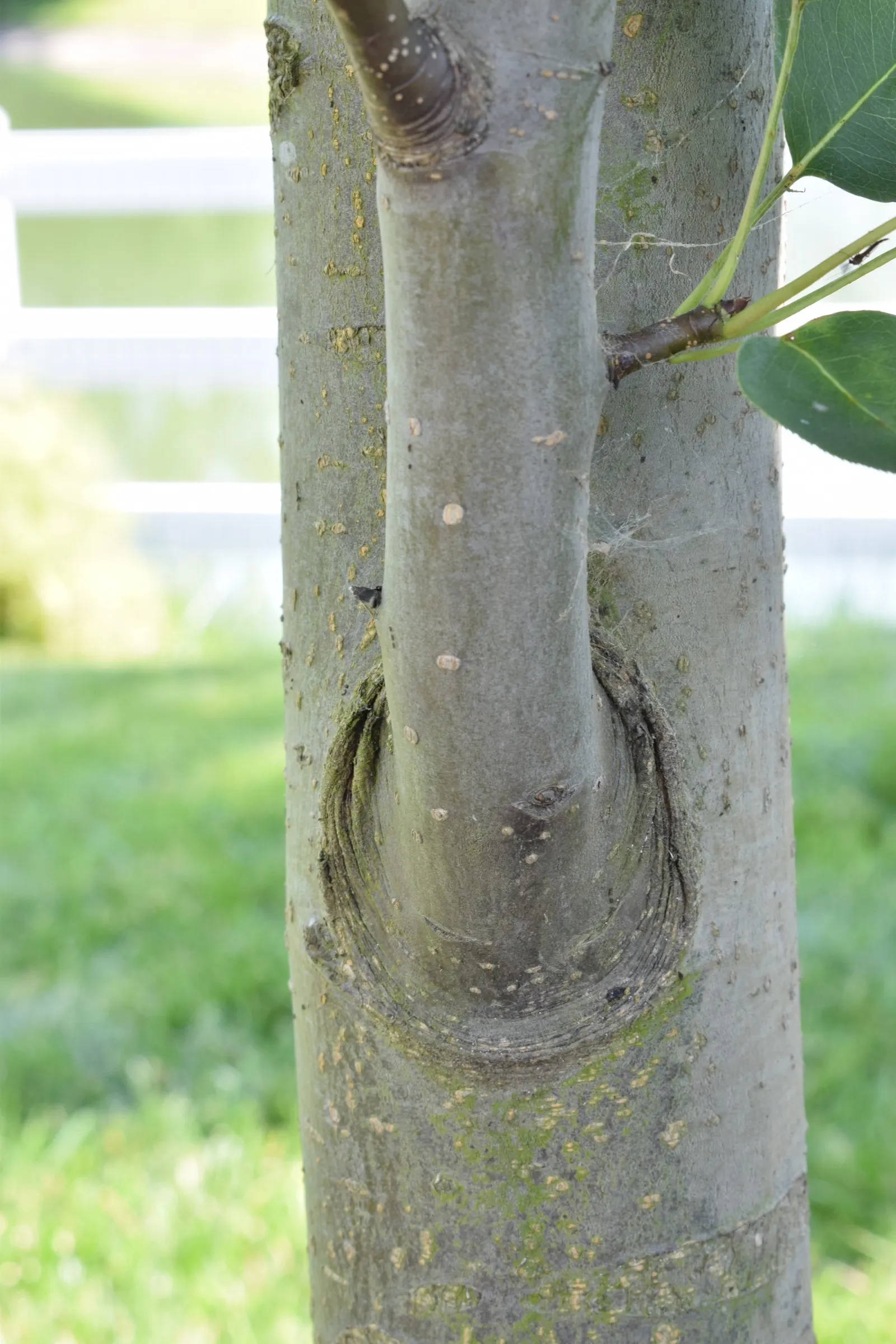 Asian Pear (Pyrus Pyrifolia) — These pears are known for their crisp texture and sweet