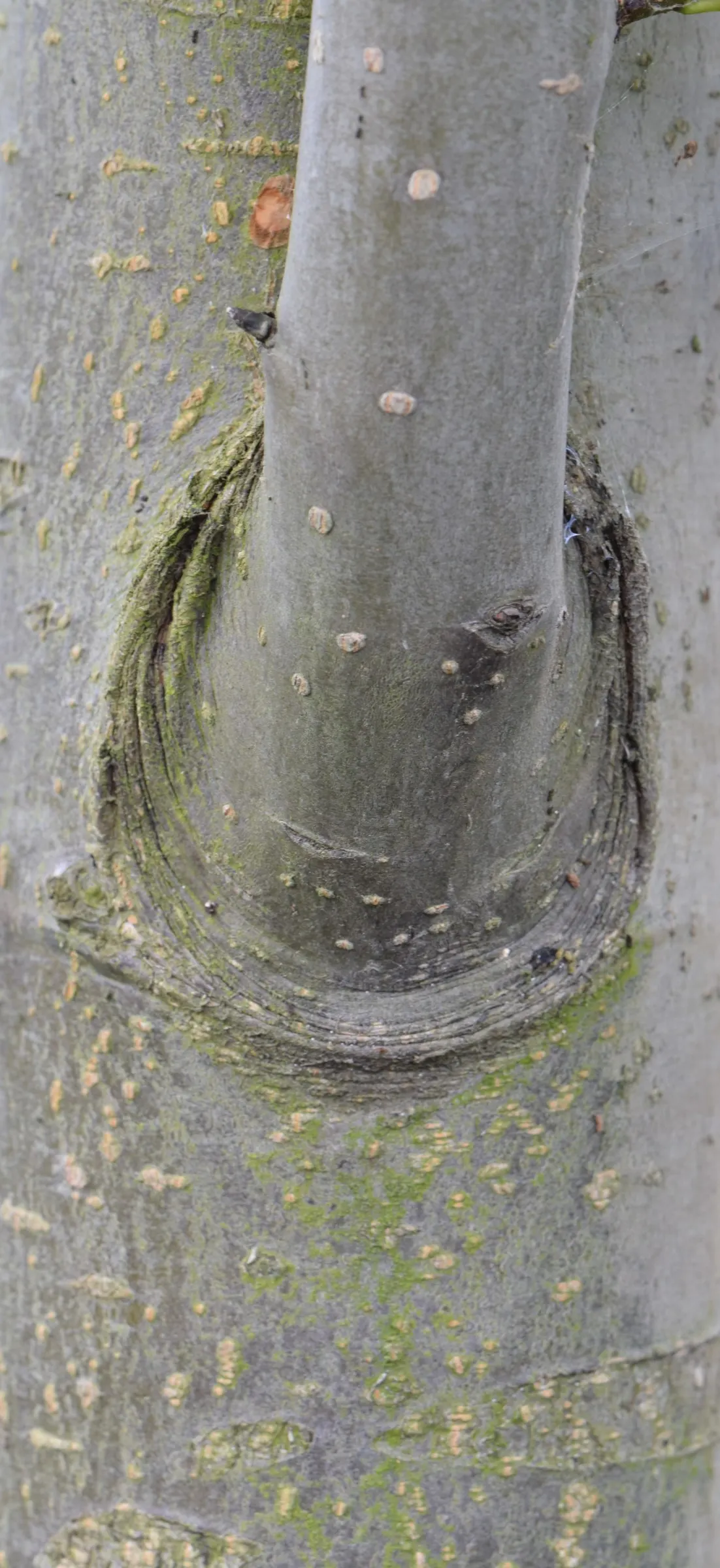 Asian Pear (Pyrus Pyrifolia) — When incorporating Pyrus pyrifolia into your landscape