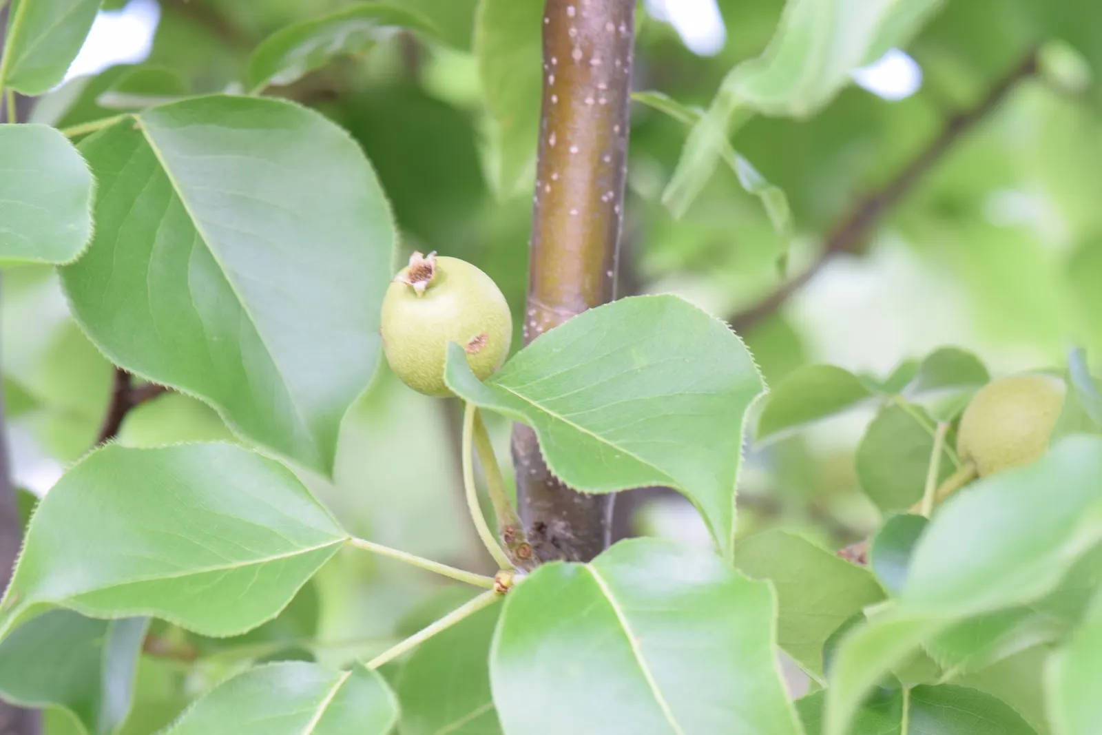 Asian Pear (Pyrus Pyrifolia) — adding a vibrant texture to your garden