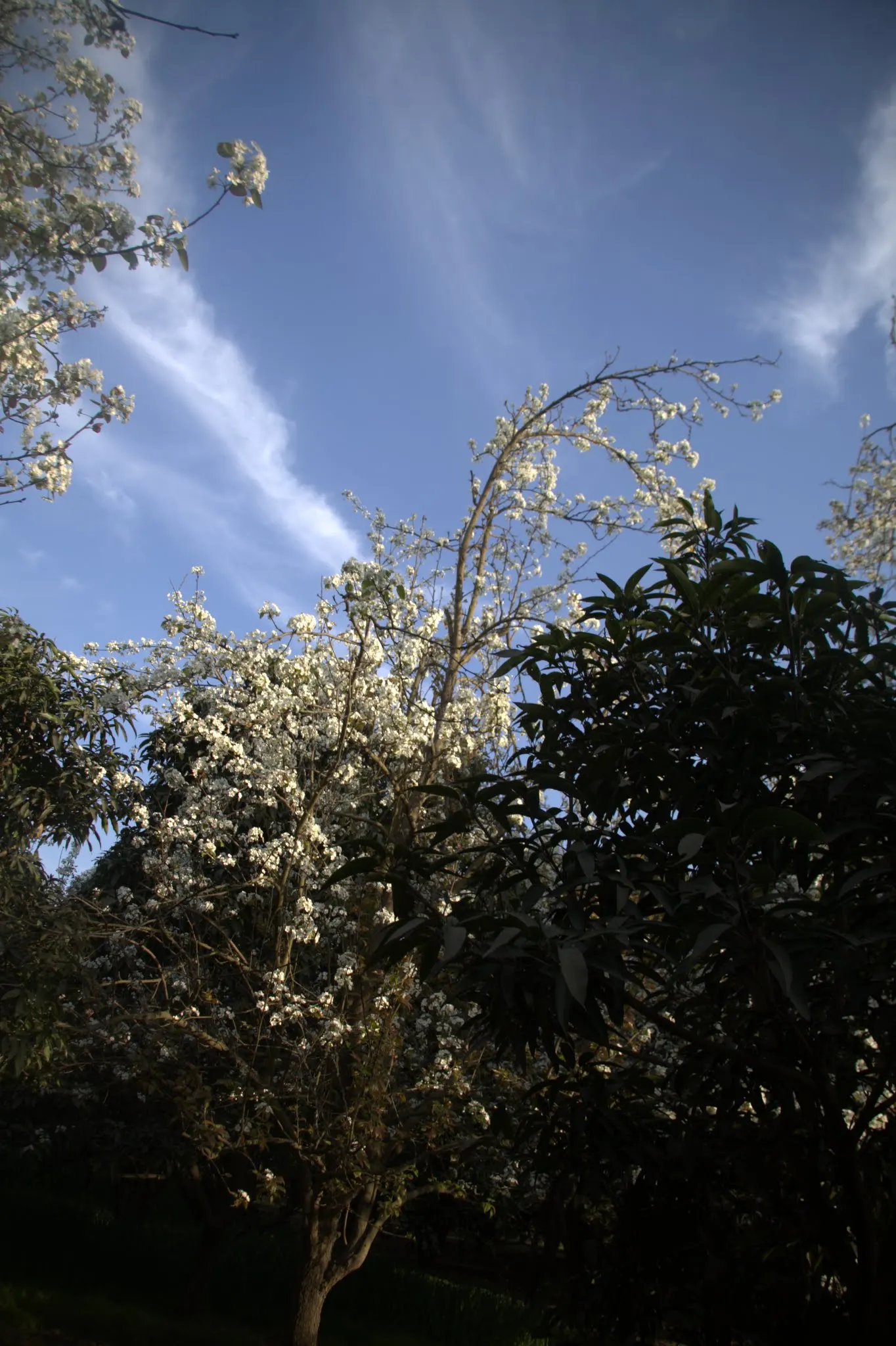 Asian Pear (Pyrus Pyrifolia) — It is relatively hardy but benefits from regular watering