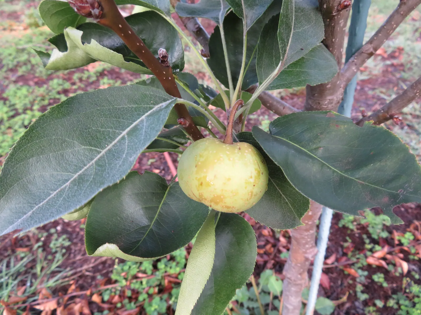 Asian Pear (Pyrus Pyrifolia) — and relatively low maintenance