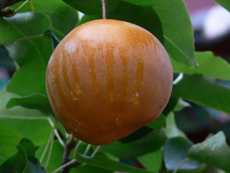 Asian Pear (Pyrus Pyrifolia) — scientifically known as Pyrus pyrifolia