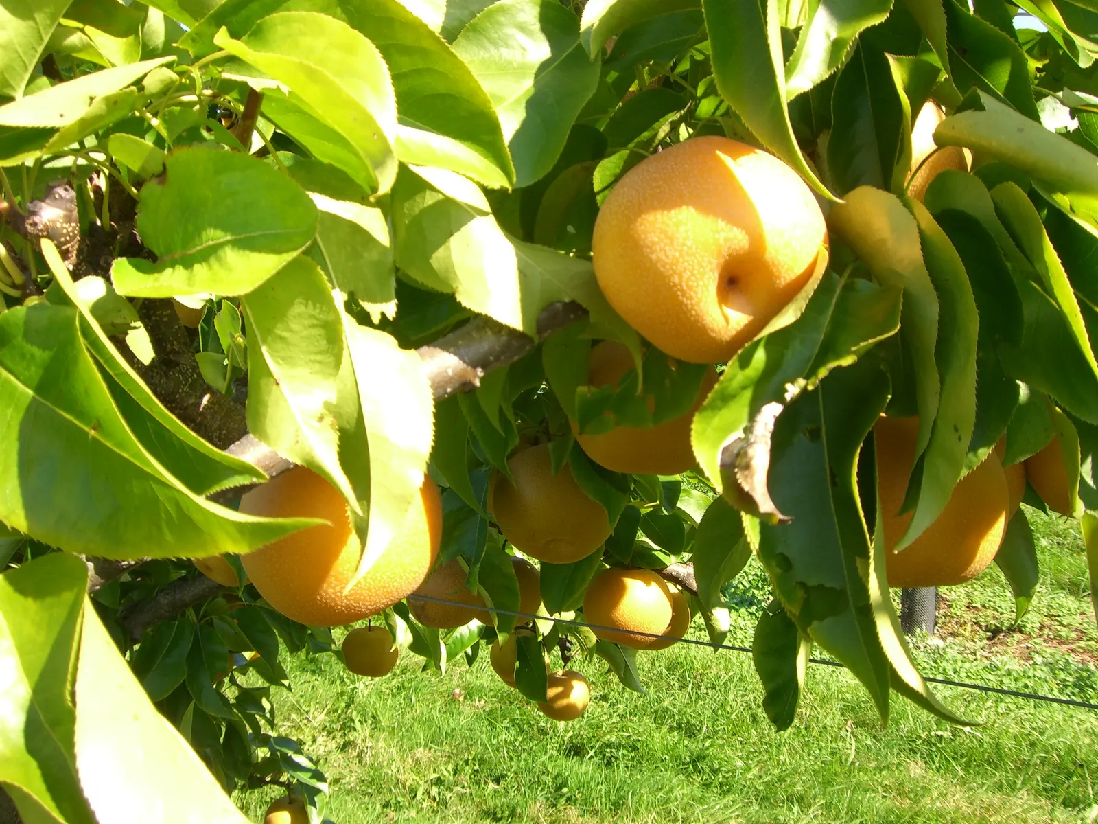 Asian Pear (Pyrus Pyrifolia) — Grows to 10-20 ft tall with a similar spread, featuring glossy green leaves and white flowers